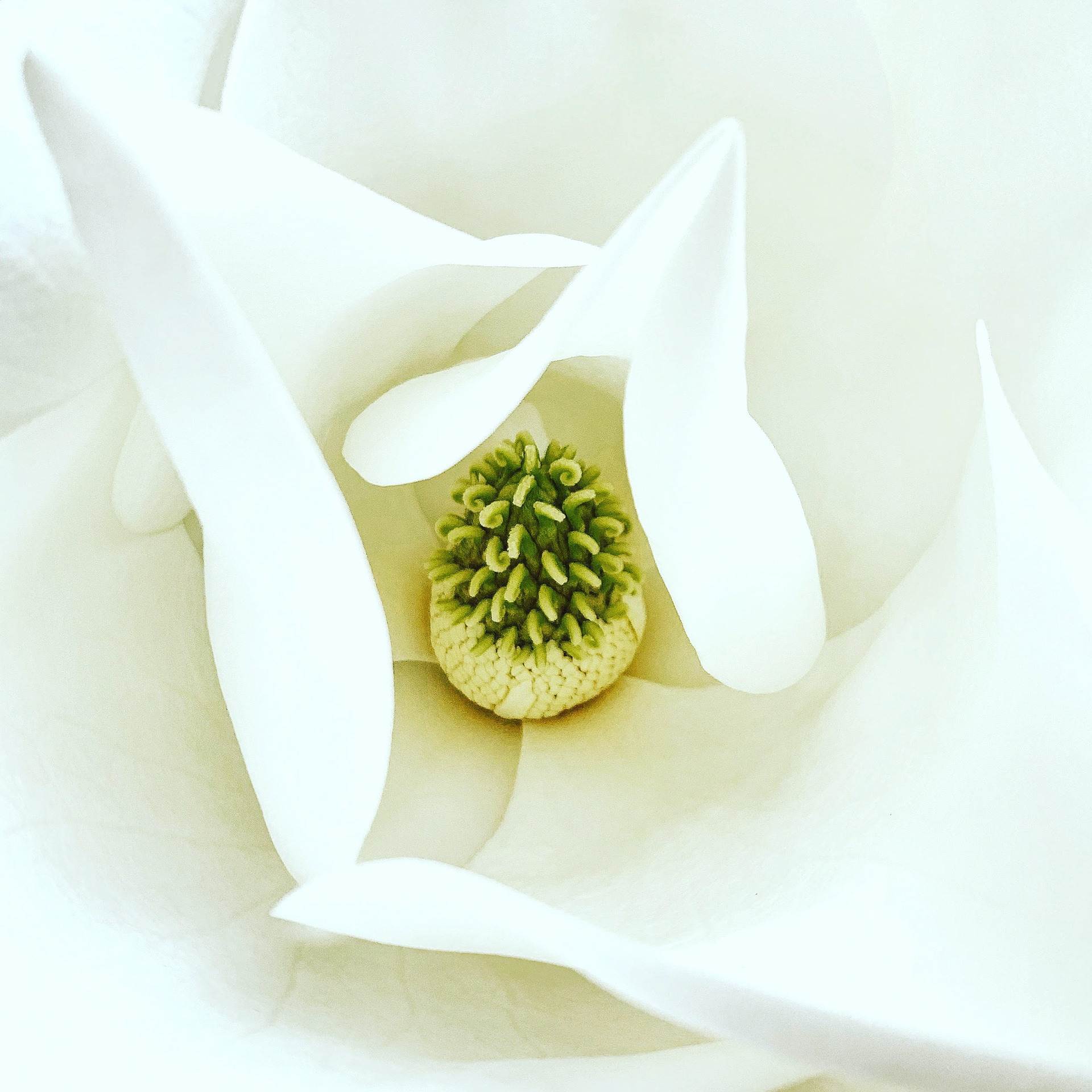 Fragrant Soul