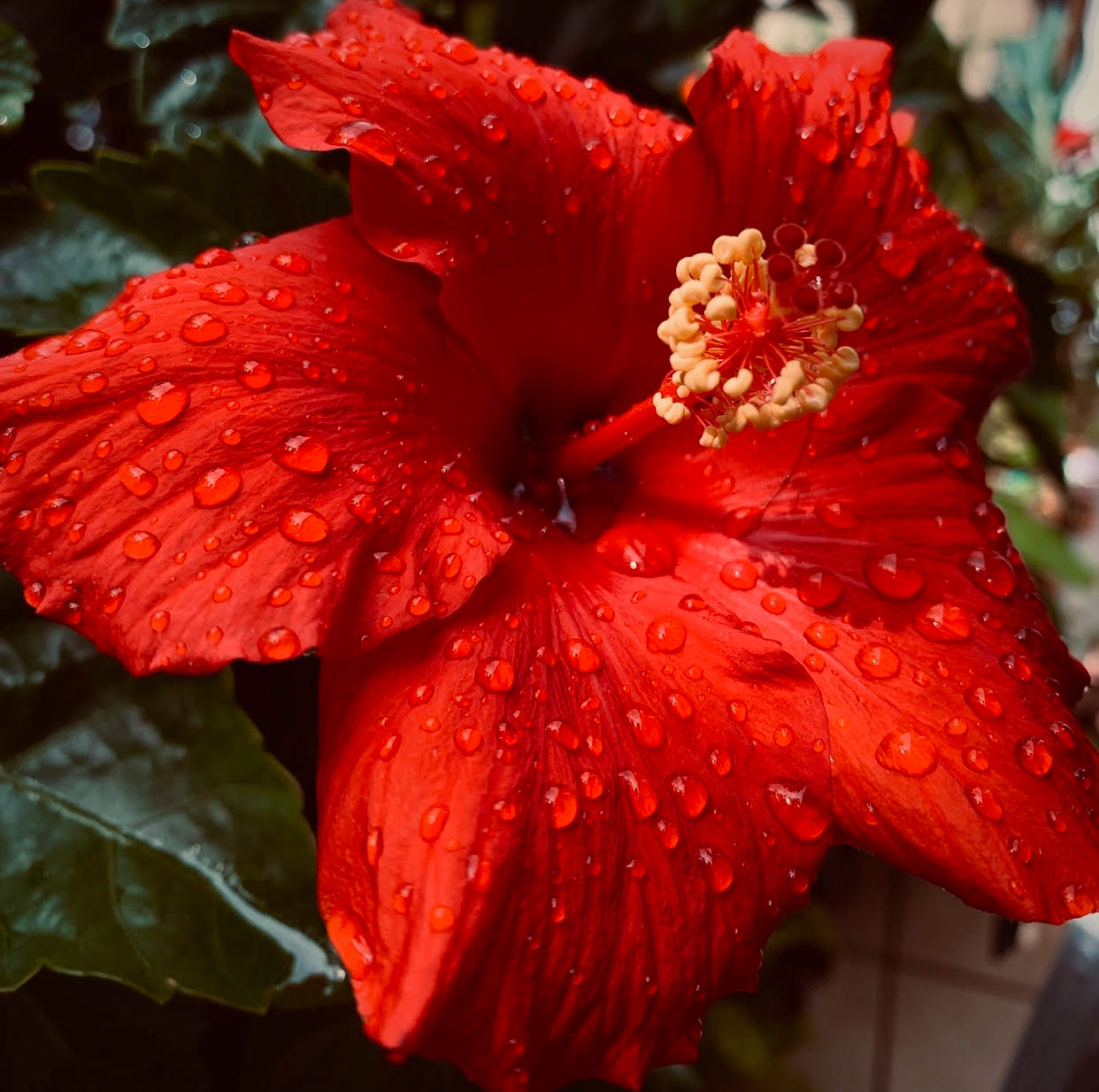 Drops like it's Haute