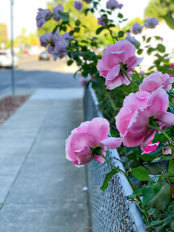 Cotton Candy