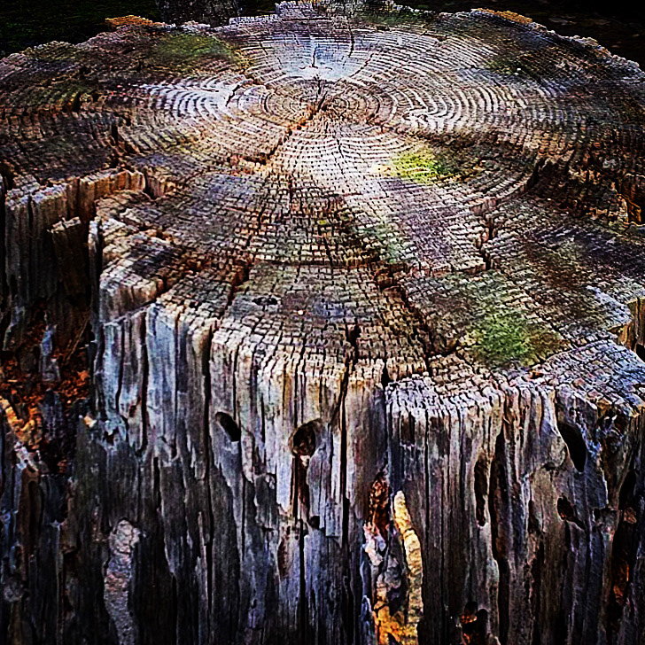 Tree Ring Circus