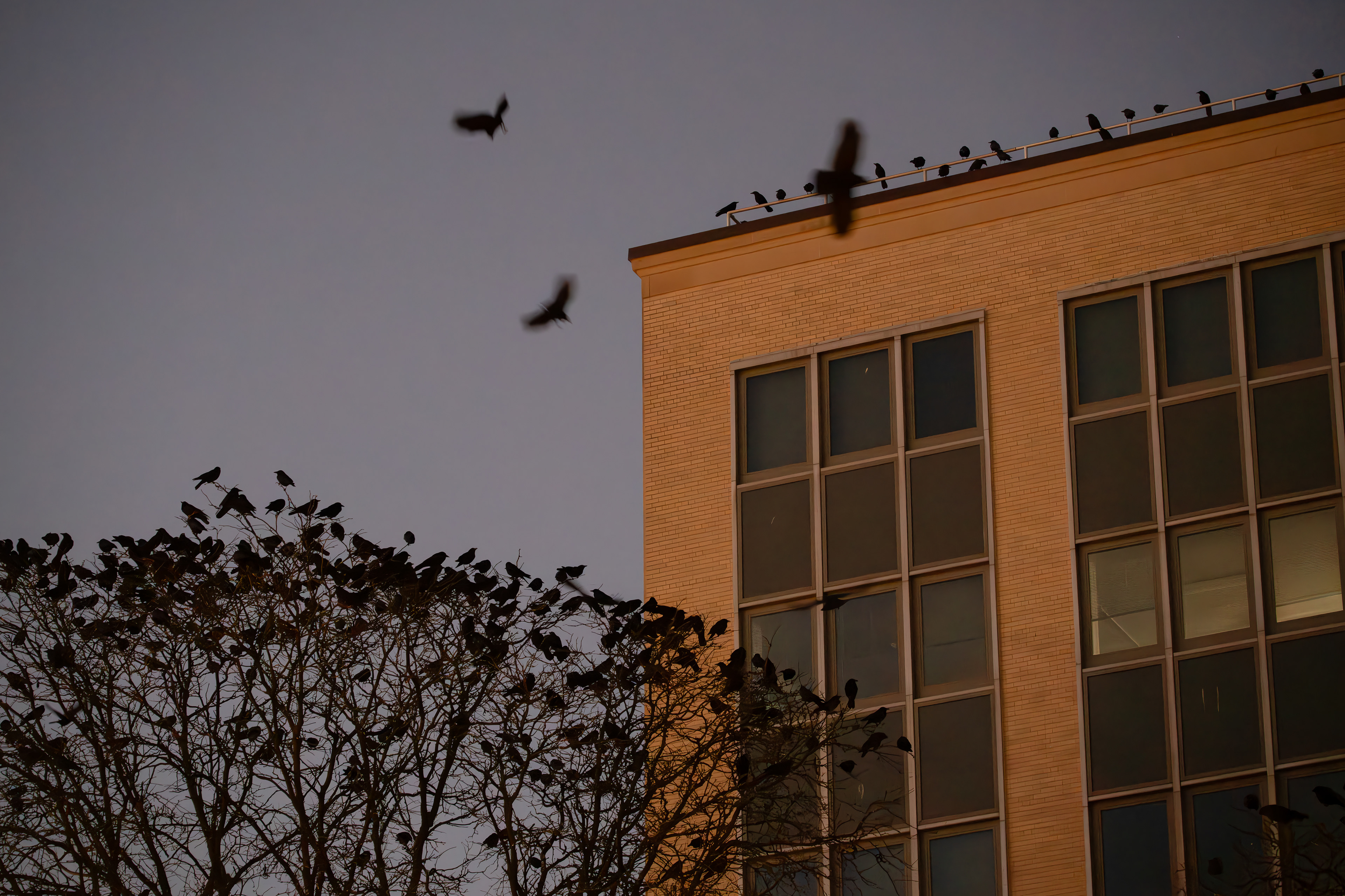 Downtown Syracuse comes alive with the mesmerizing flight and haunting chirps of flocks of crows at night.