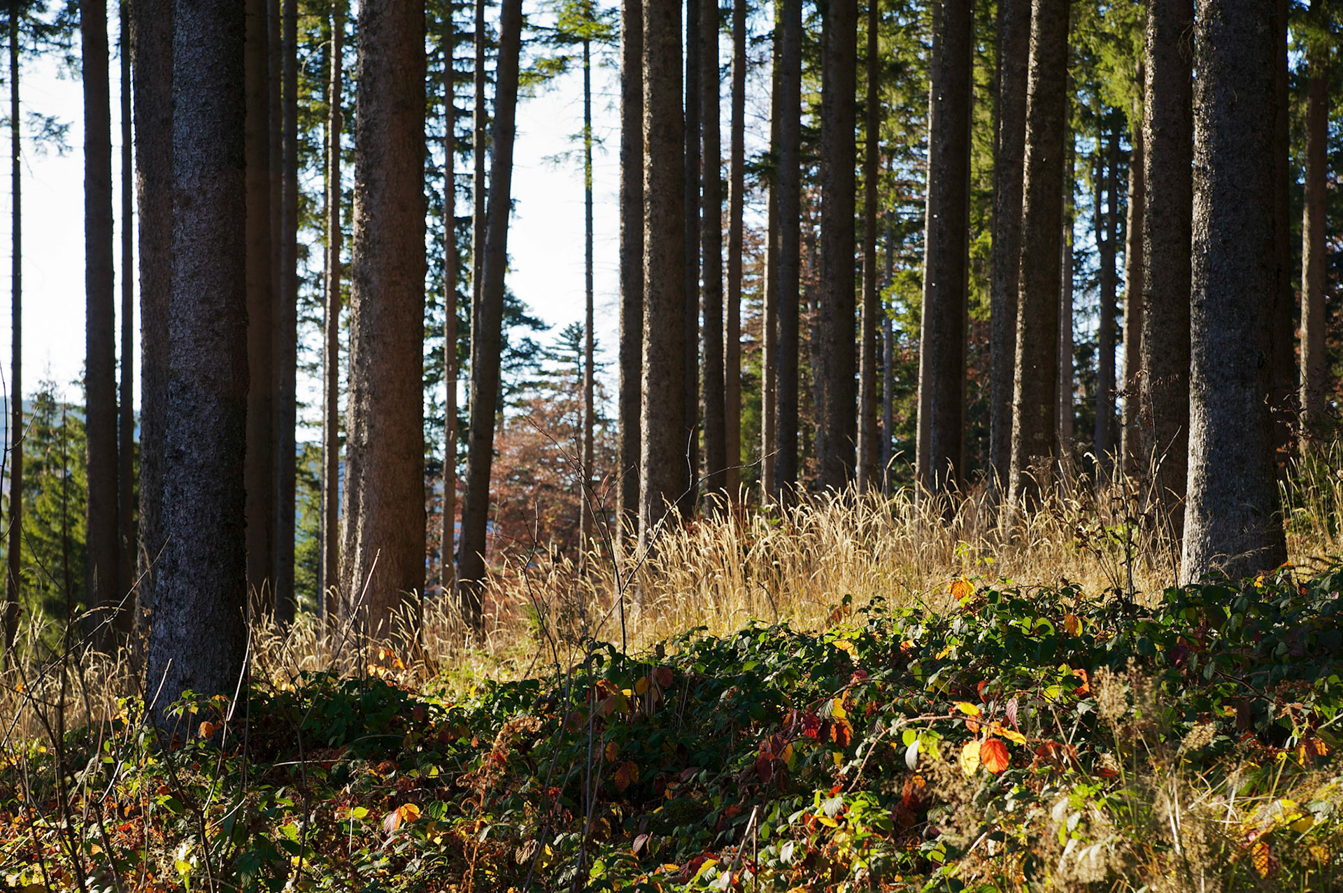 Paysages de Forêt Noire, Allemagne.