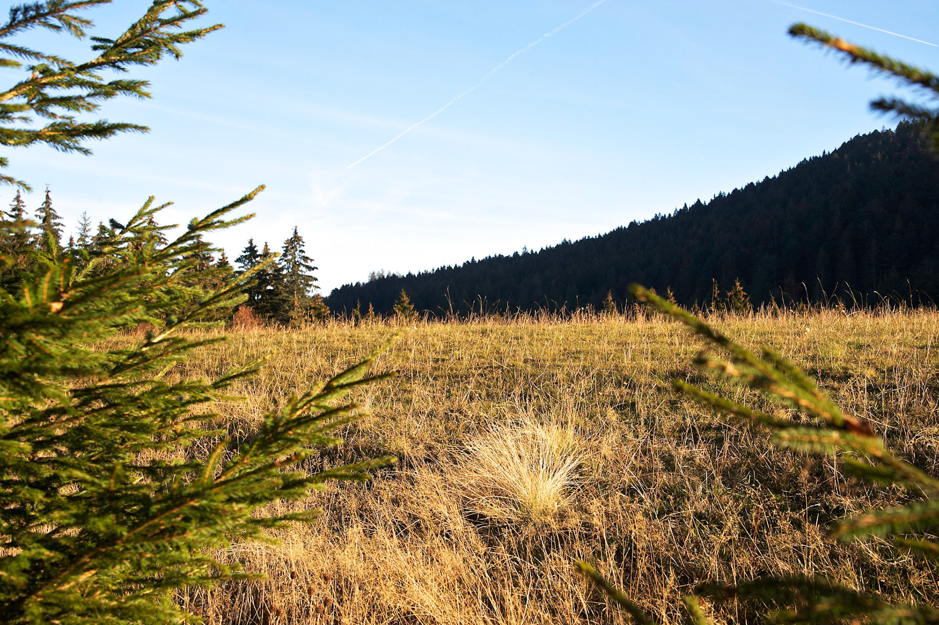 Paysages de Forêt Noire, Allemagne.