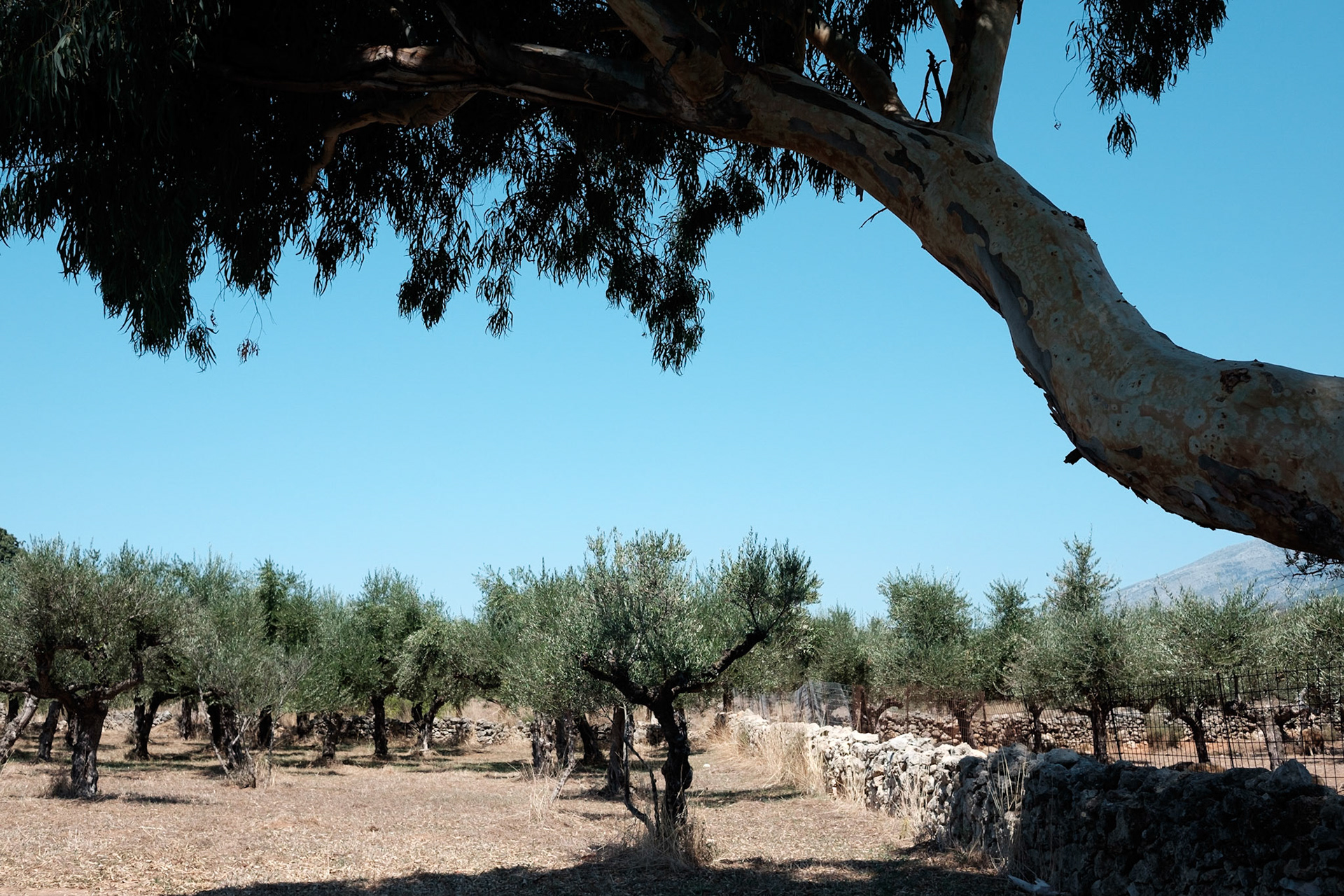 Péloponnèse, Grèce.