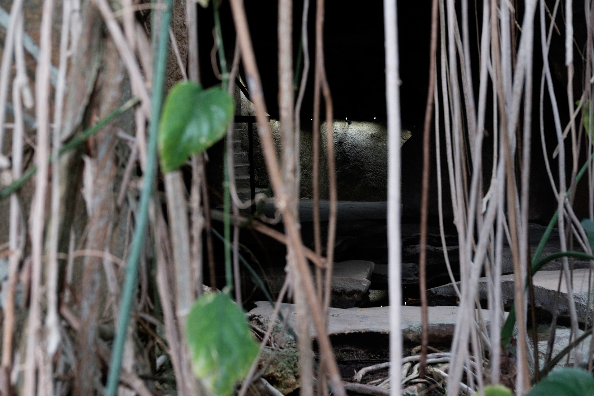 Les Grandes Serres du Jardin des Plantes, Paris.