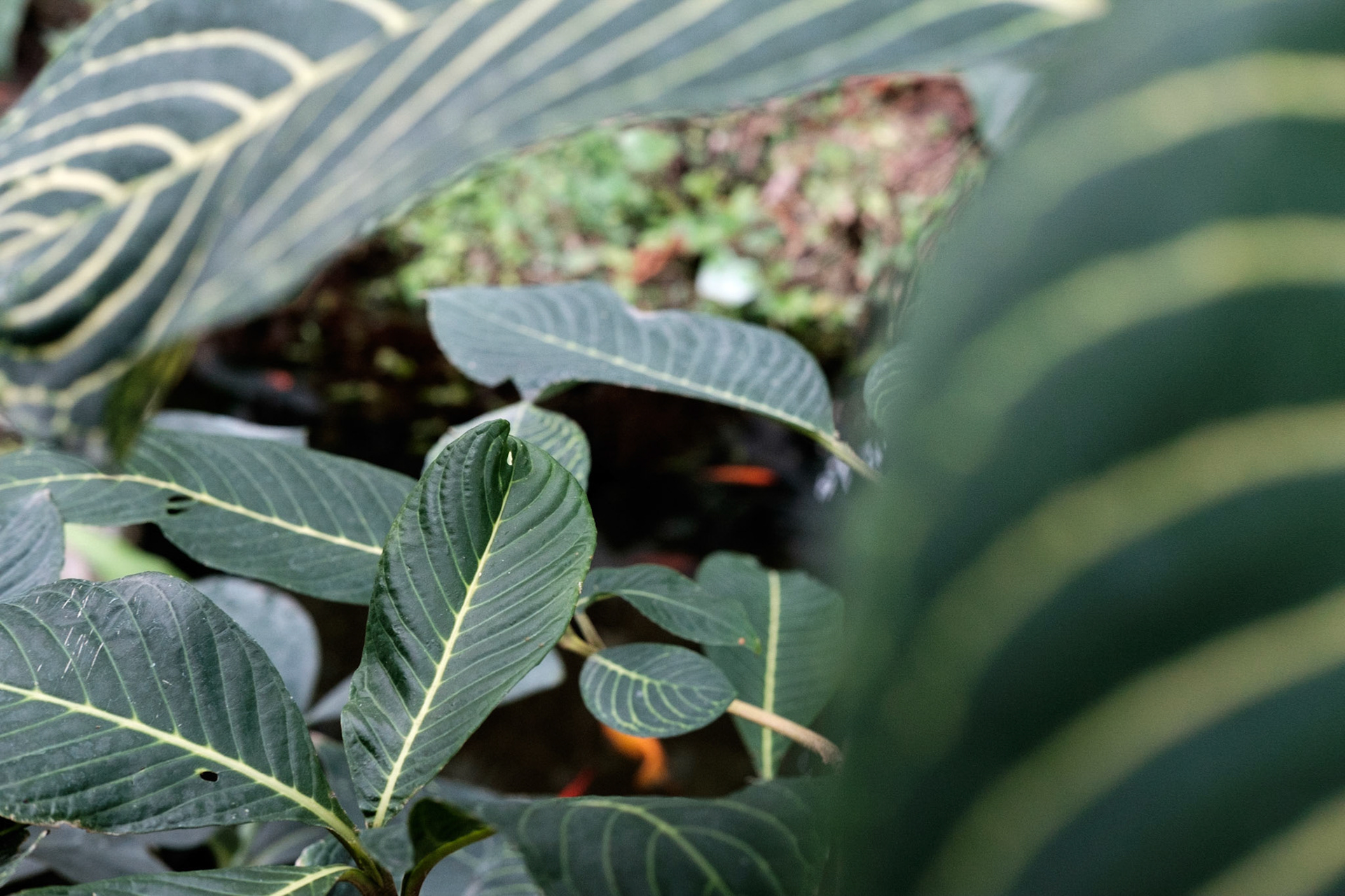 Les Grandes Serres du Jardin des Plantes, Paris.