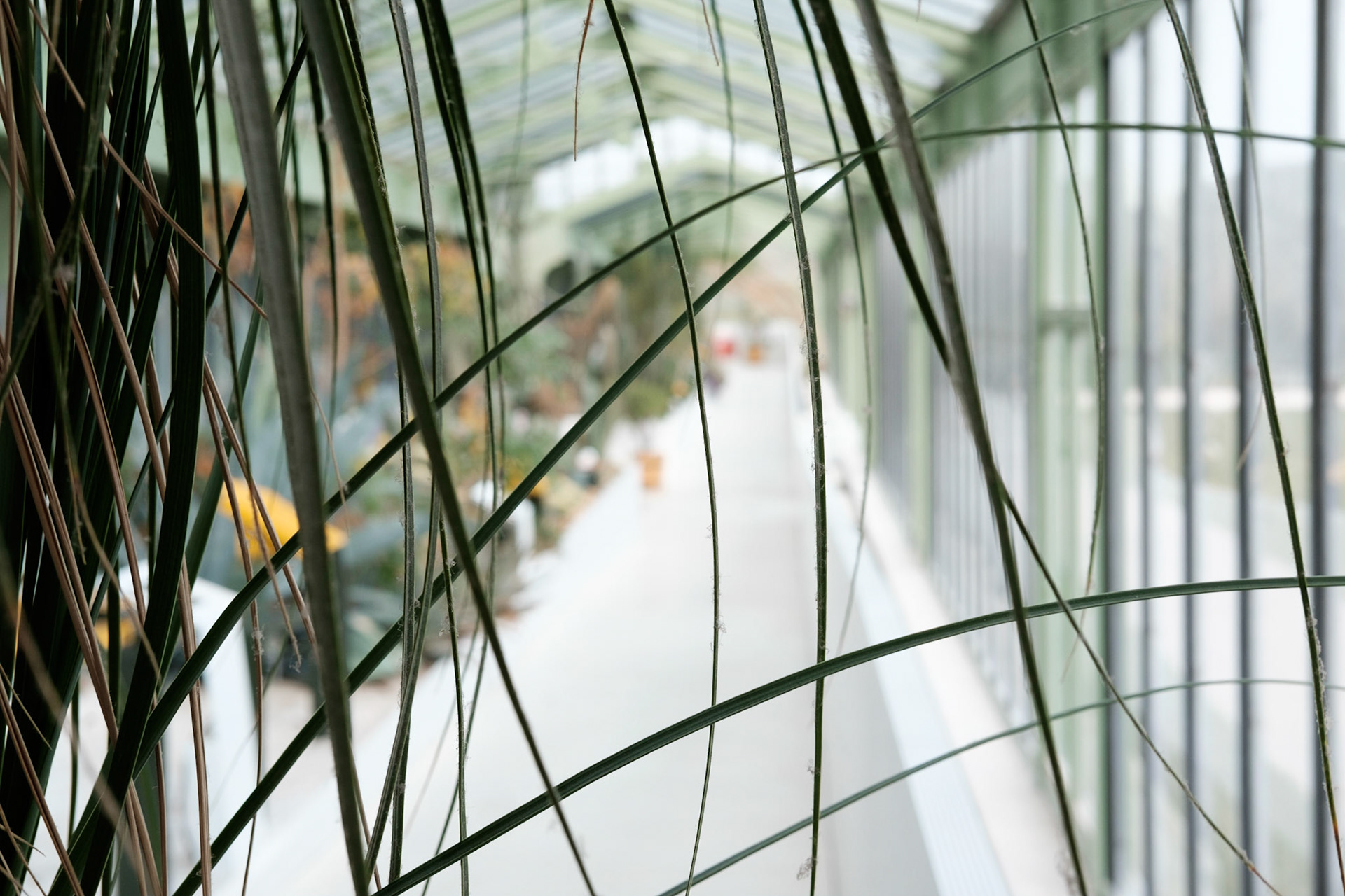 Les Grandes Serres du Jardin des Plantes, Paris.