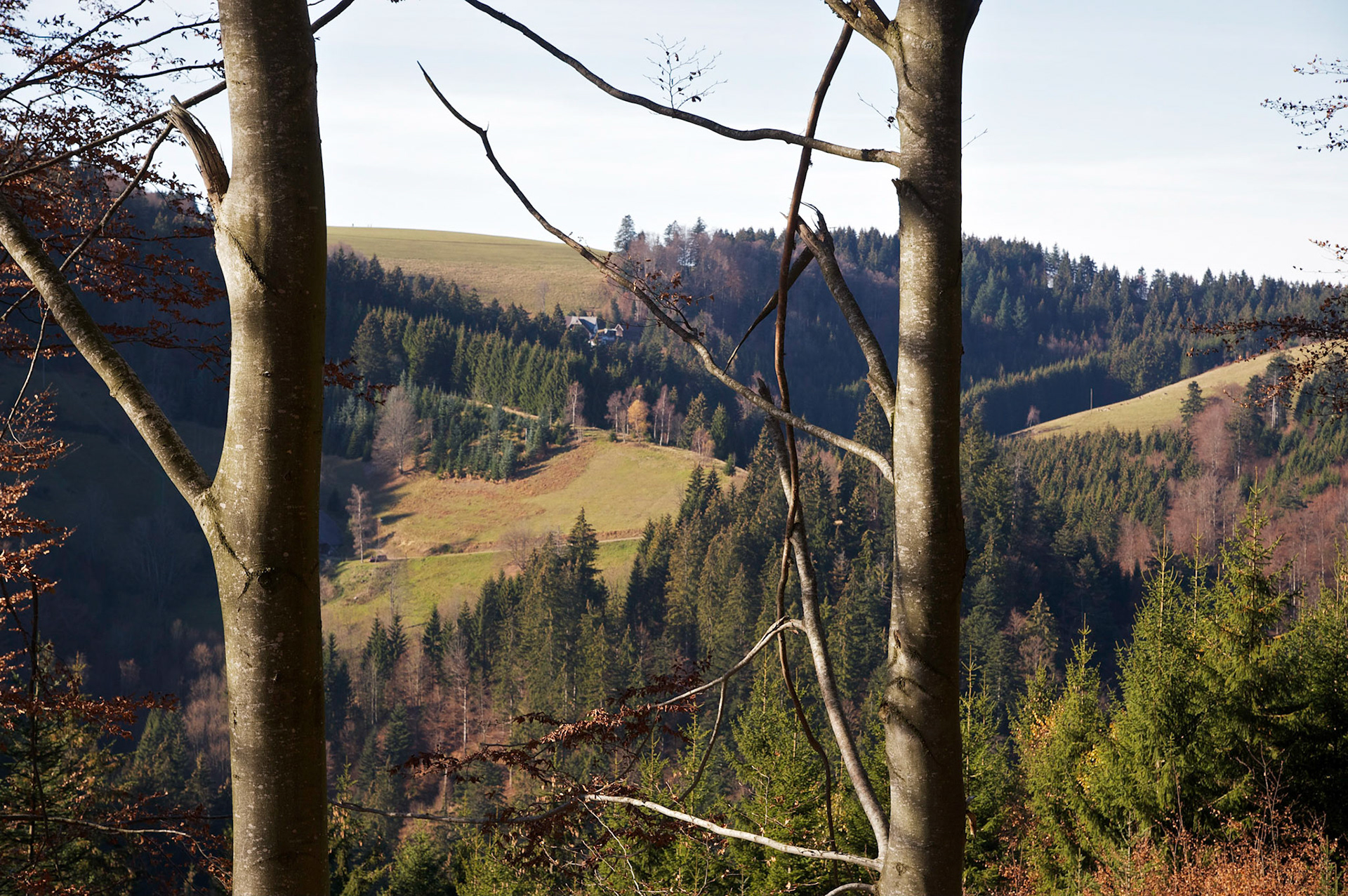 Paysages de Forêt Noire, Allemagne.