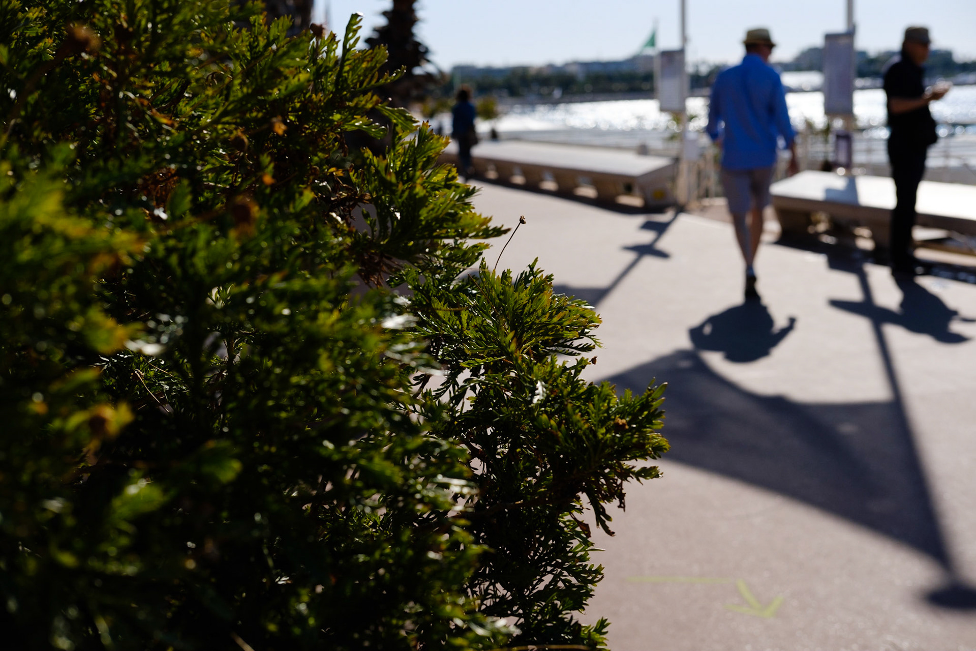 Cannes, Alpes Maritmes, France