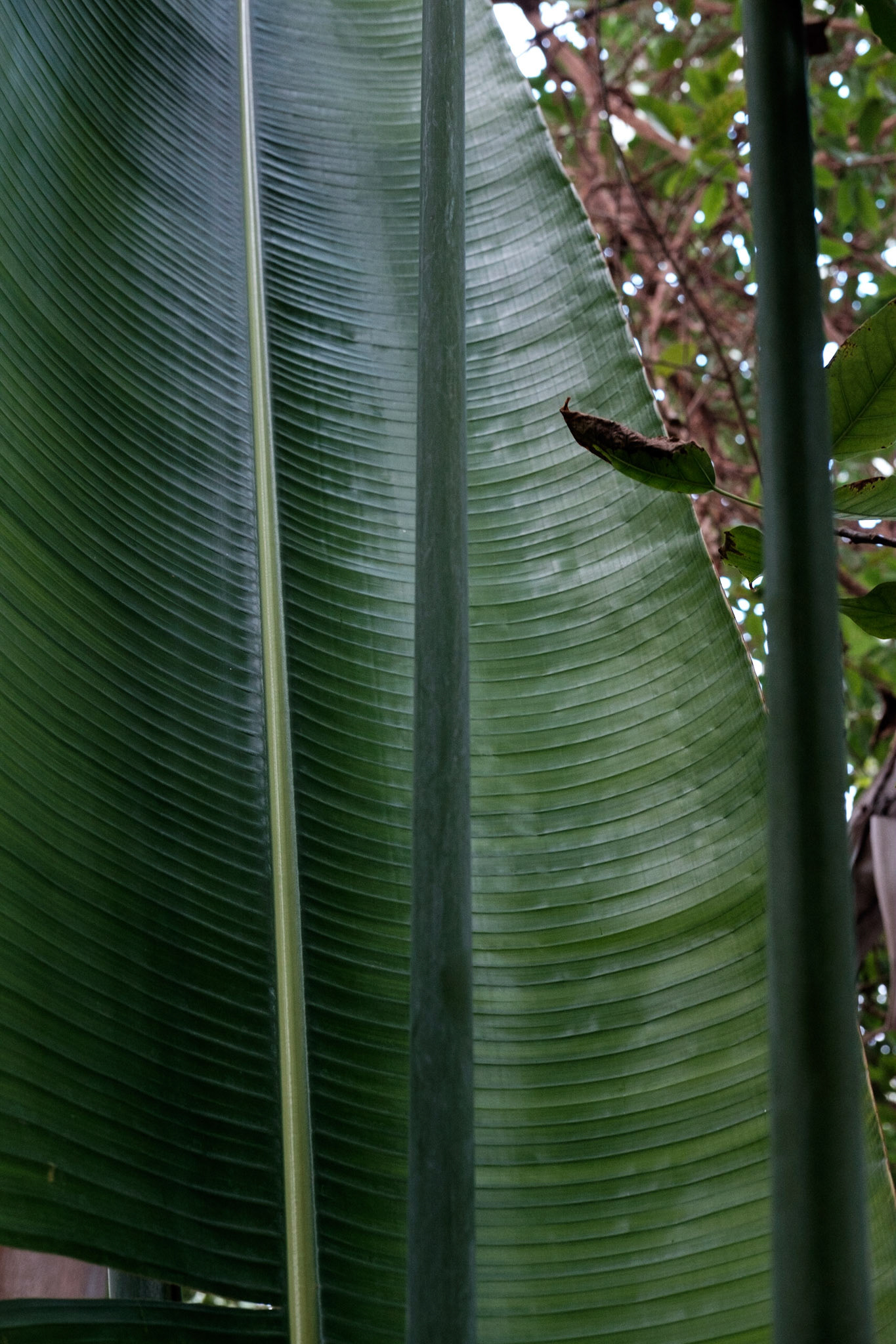 Les Grandes Serres du Jardin des Plantes, Paris.