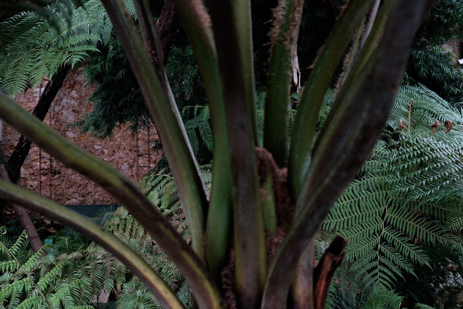 Les Grandes Serres du Jardin des Plantes, Paris.