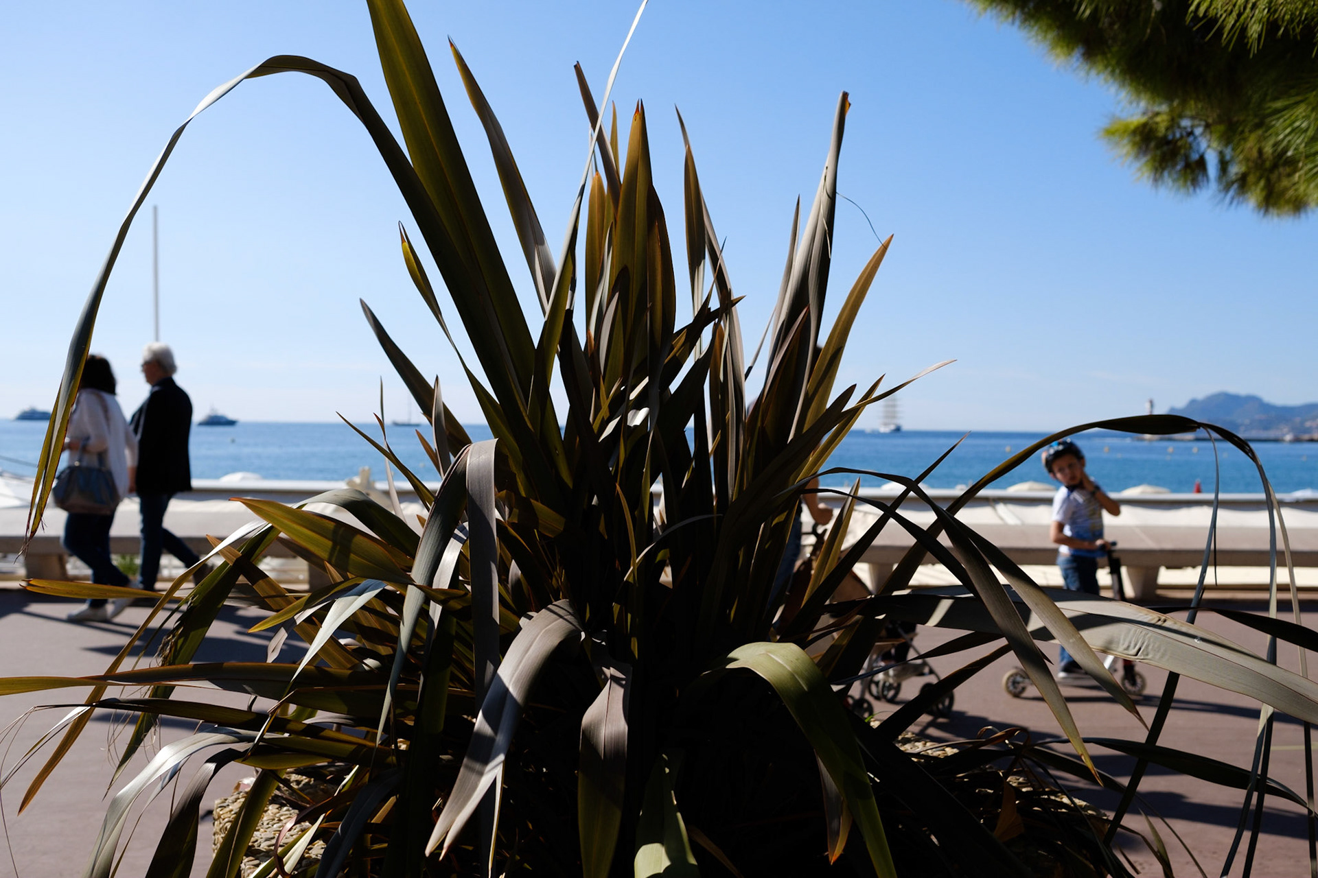 Cannes, Alpes Maritmes, France