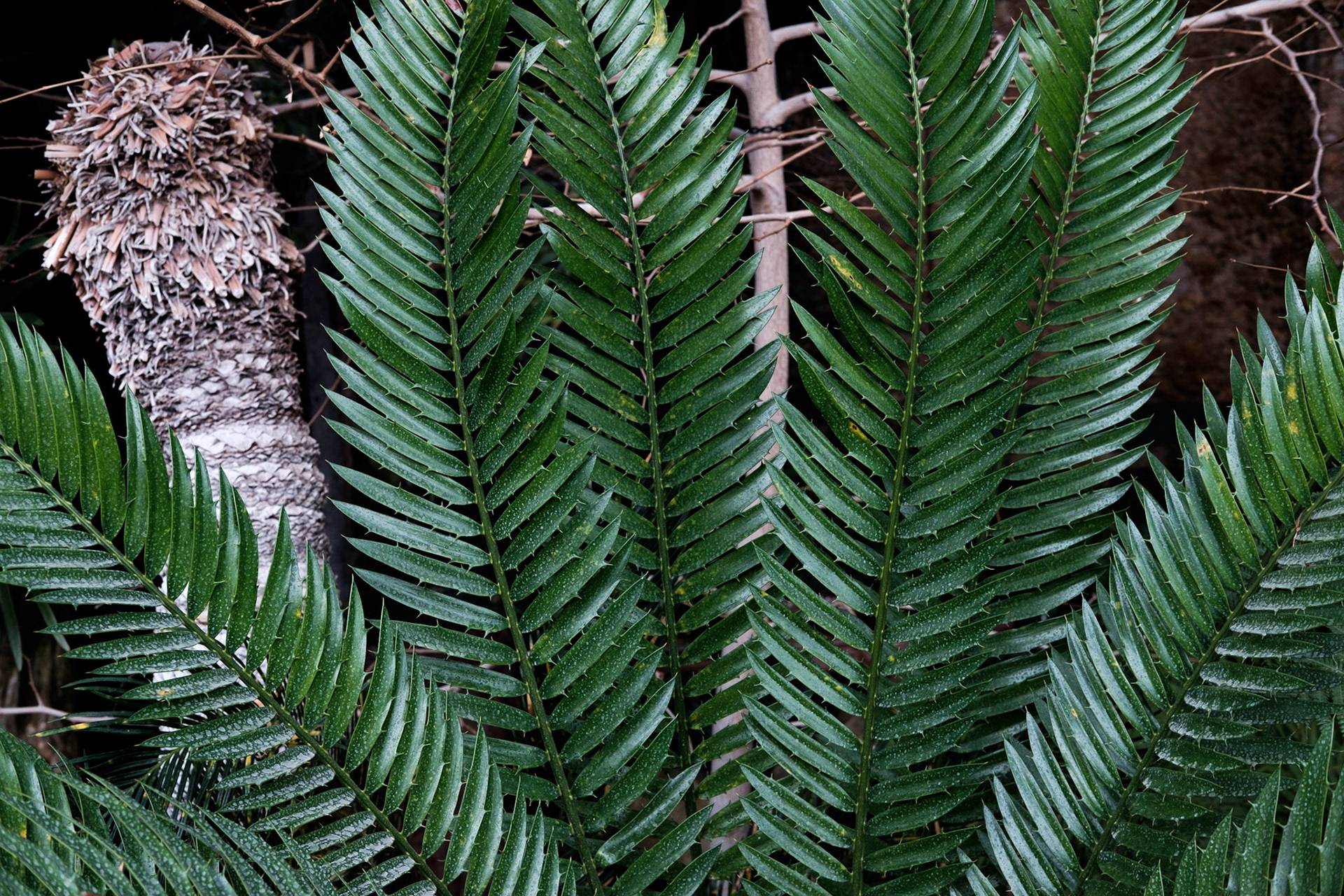 Les Grandes Serres du Jardin des Plantes, Paris.