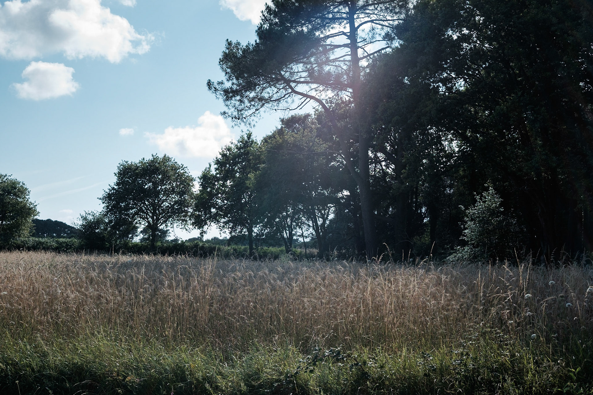 Paysages du Golf de Morbihan, Bretagne, France.