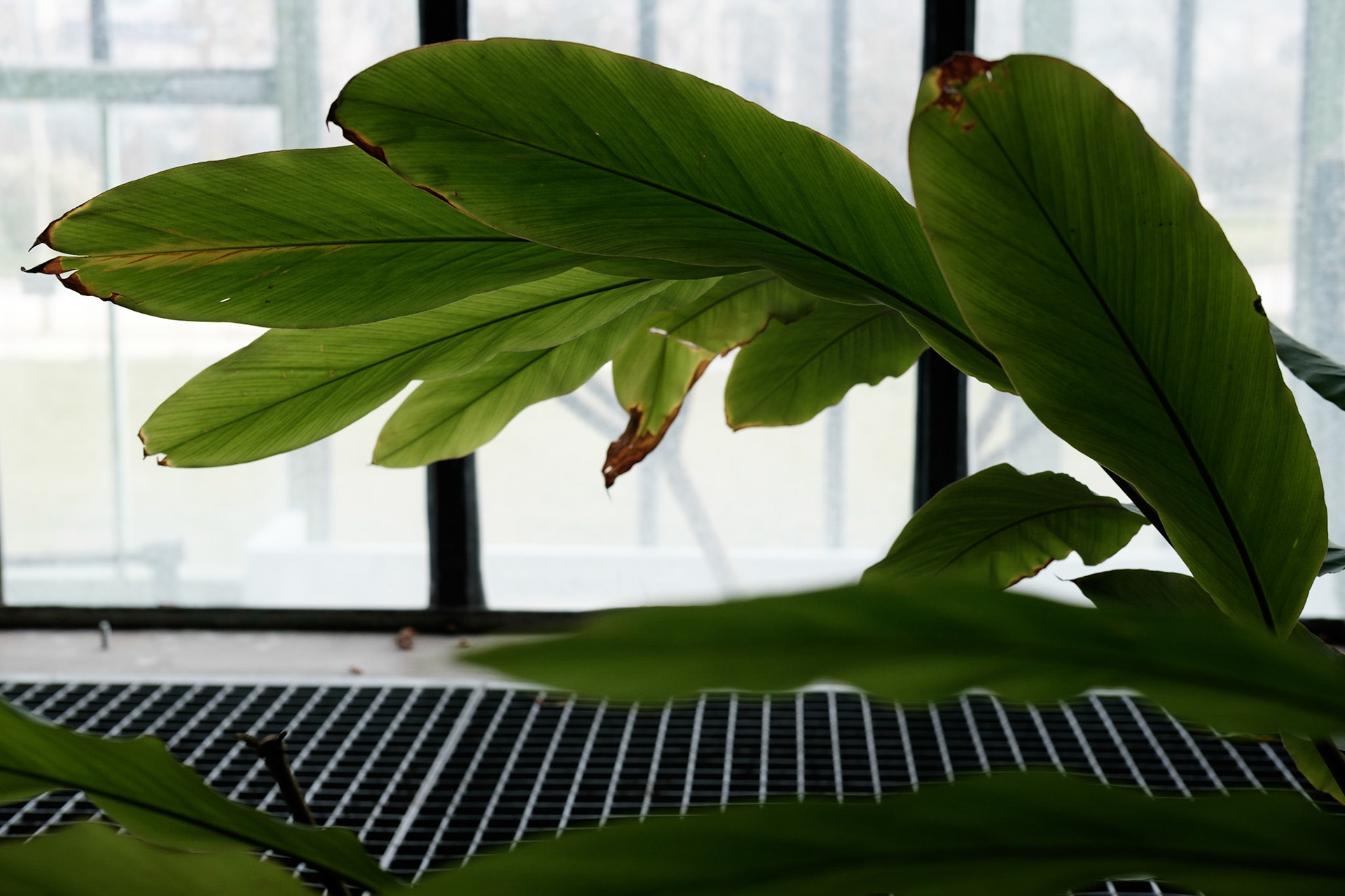 Les Grandes Serres du Jardin des Plantes, Paris.