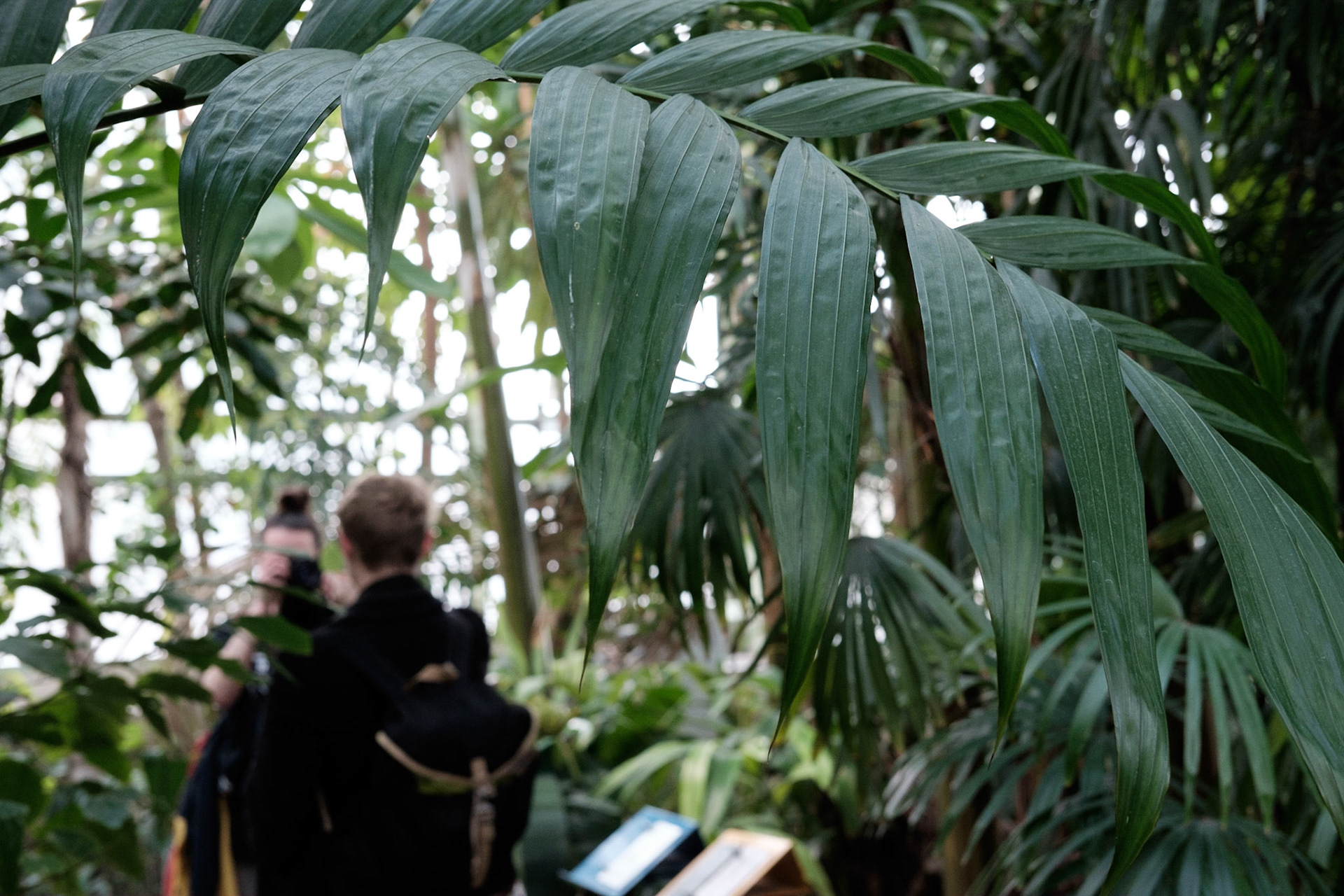 Les Grandes Serres du Jardin des Plantes, Paris.