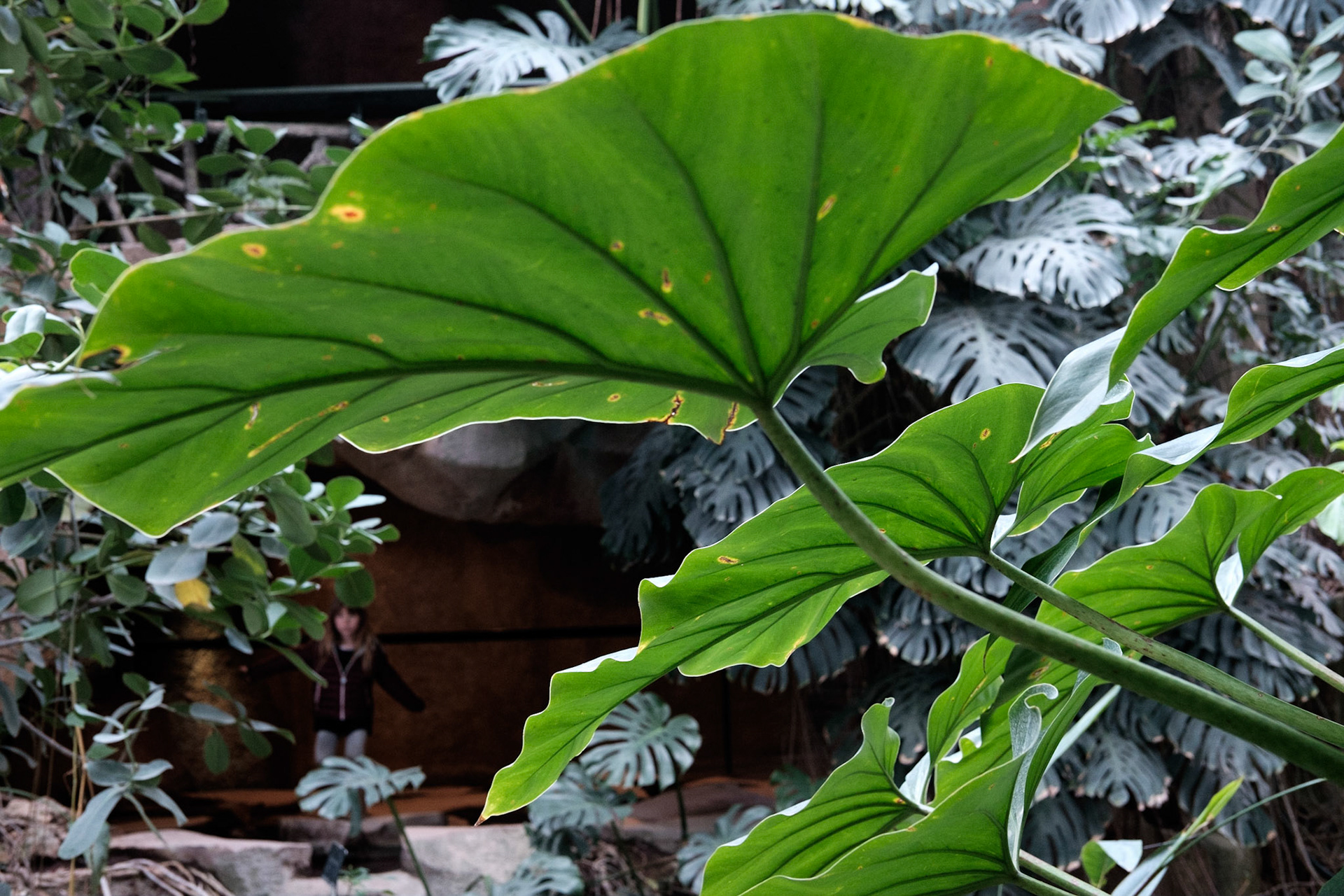 Les Grandes Serres du Jardin des Plantes, Paris.