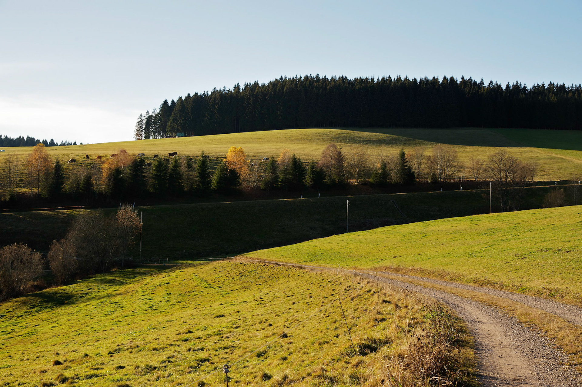 Paysages de Forêt Noire, Allemagne.