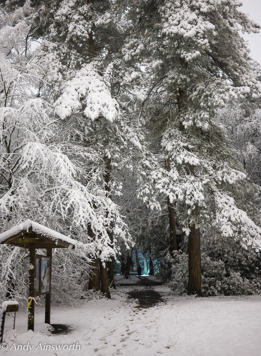 Winter wonder Harrogate