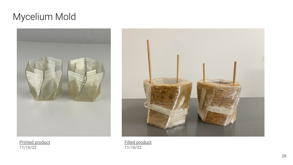 mycelium mold