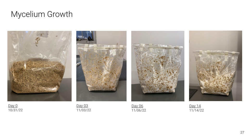 mycelium growth