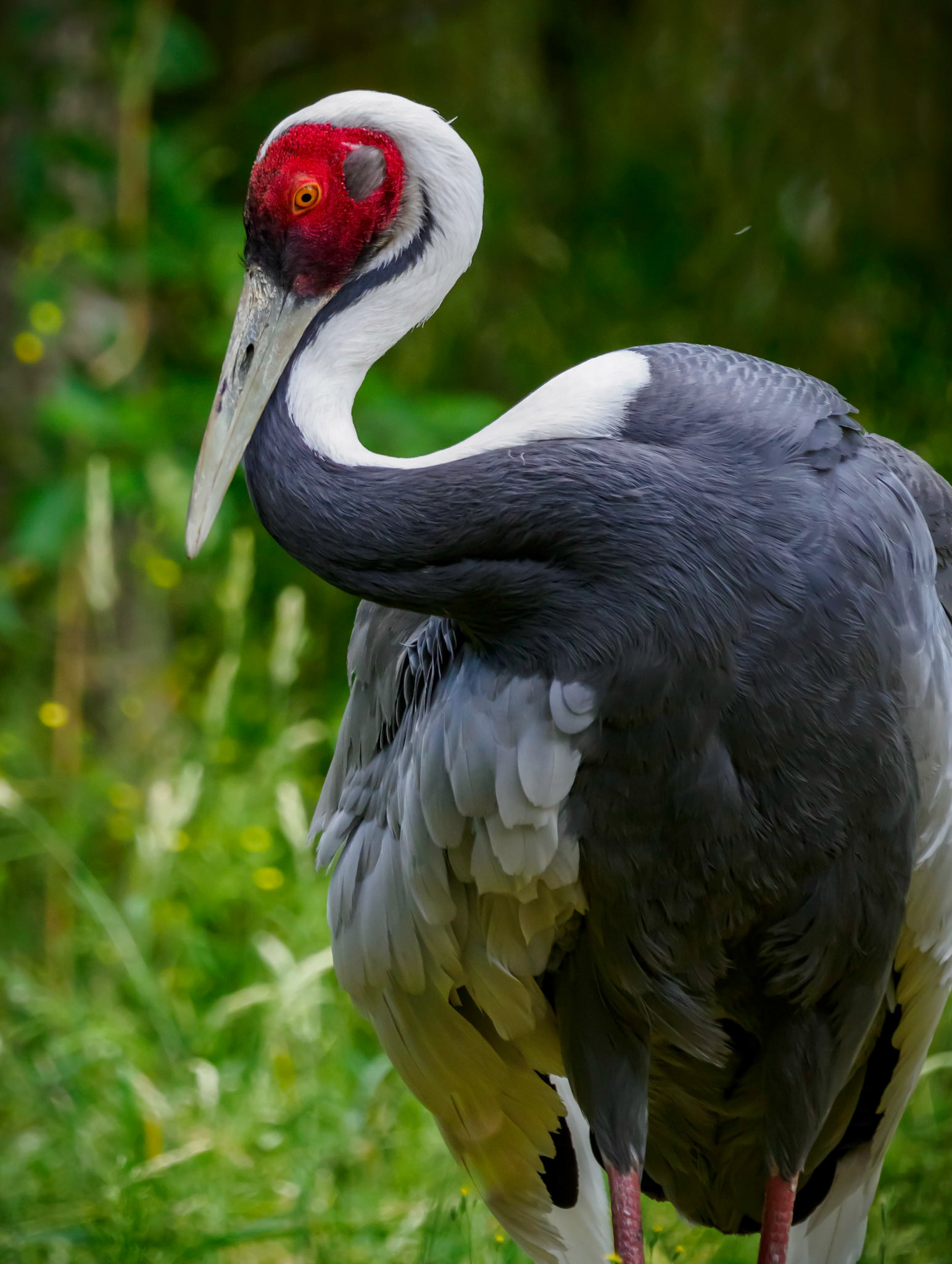 White Naped Crane