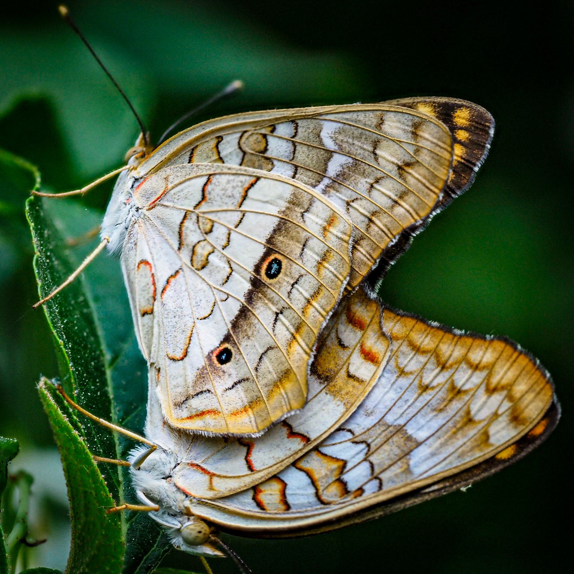 Buckeye Butterflies