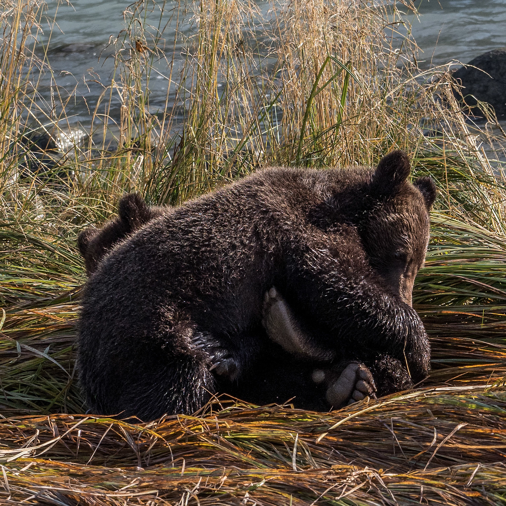 Bear Hugs