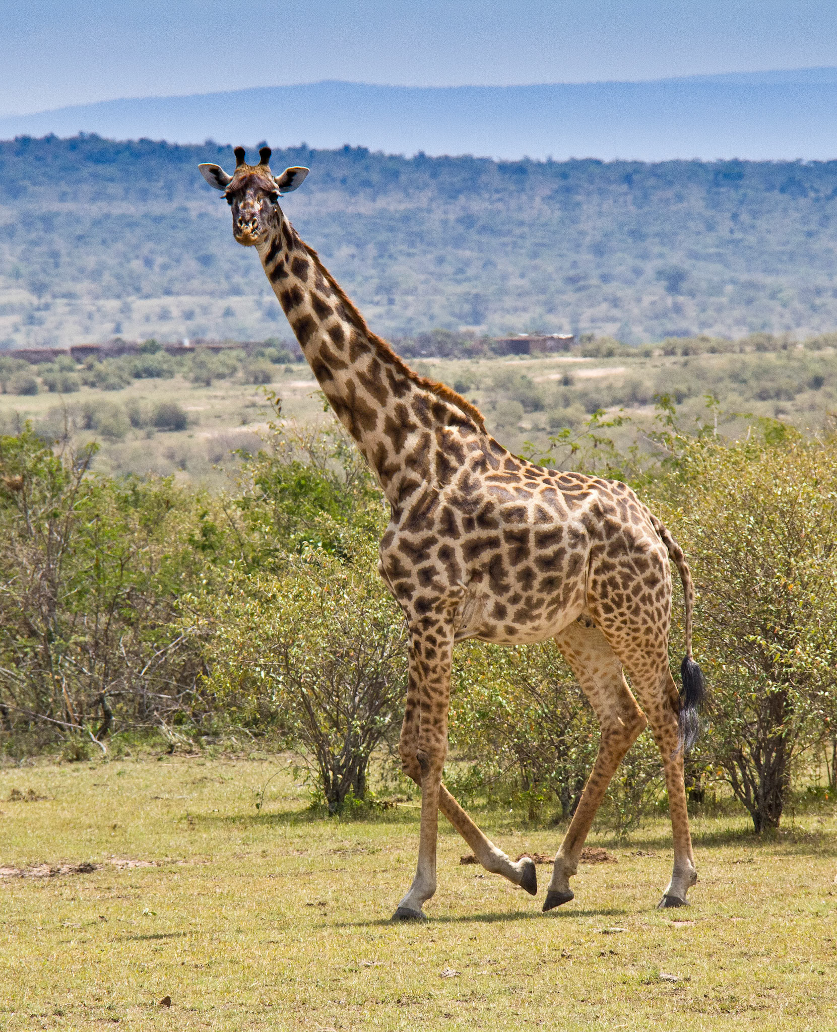 Giraffe, Kenya