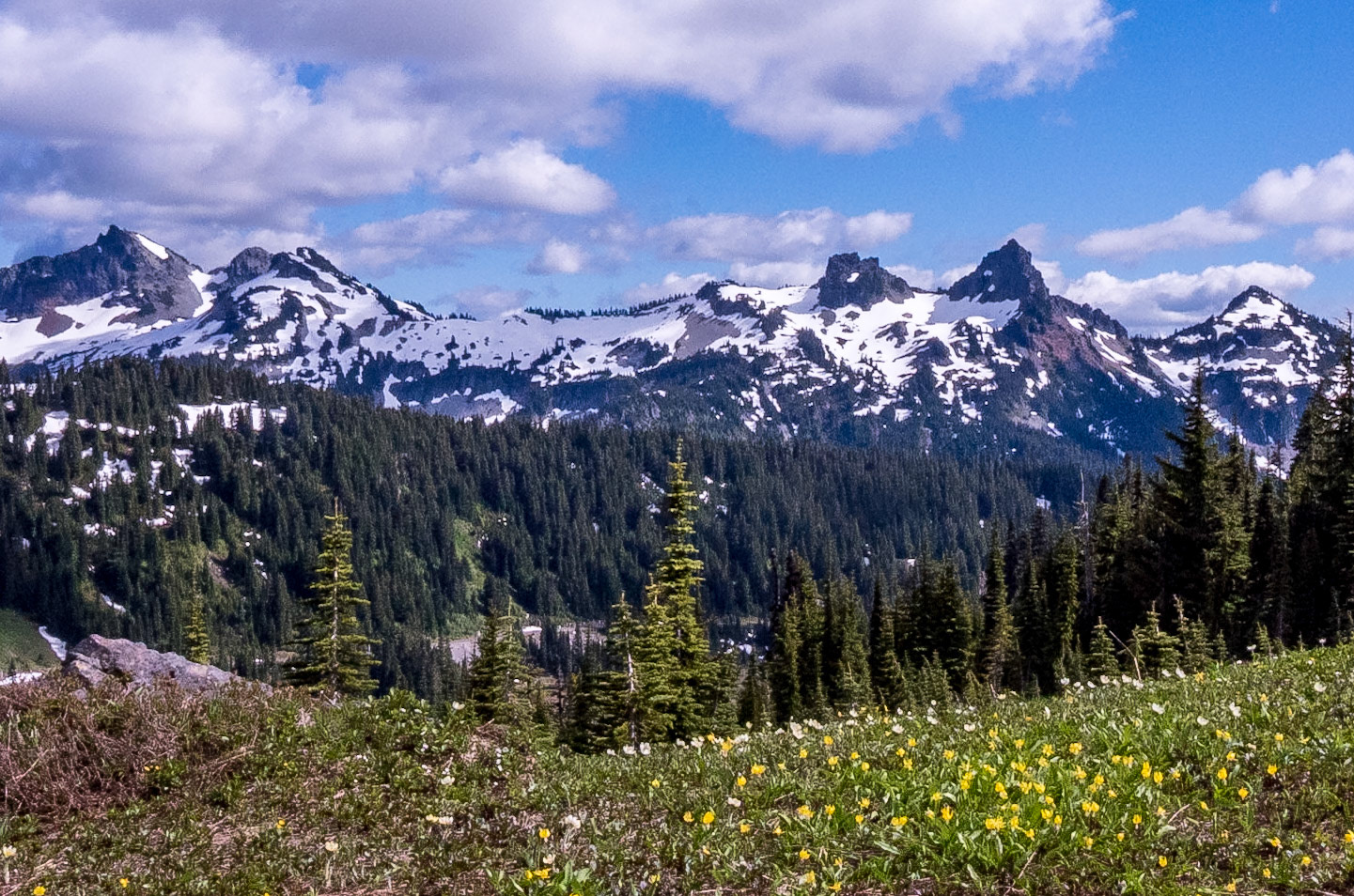 Olympic Mountains and Wildflowers