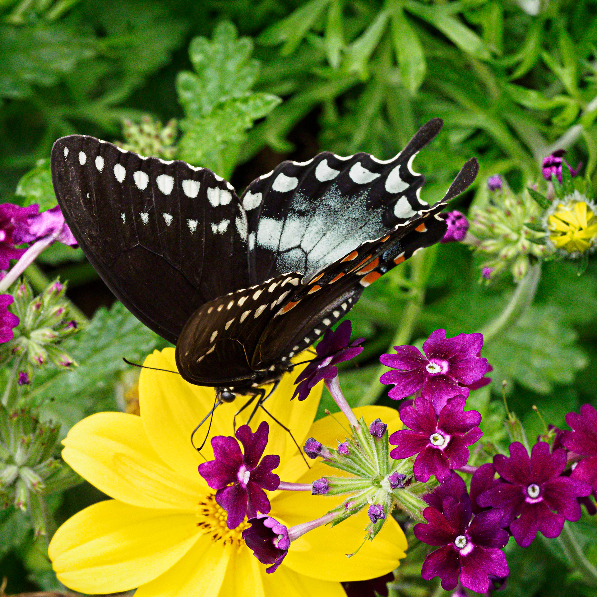 Spicebush Swallowtail