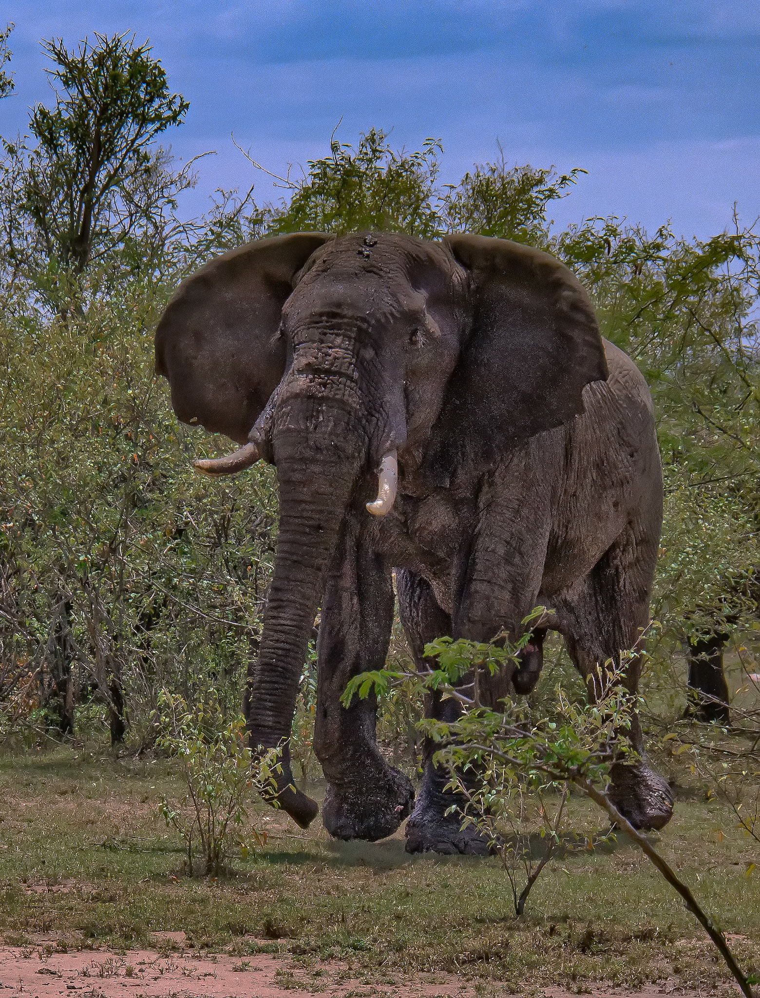 Elephant, Kenya