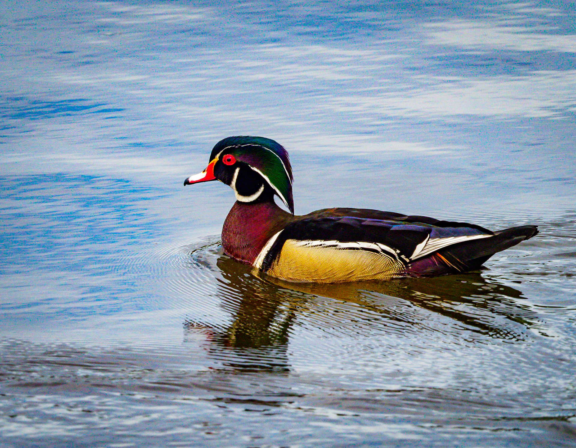 Wood Duck