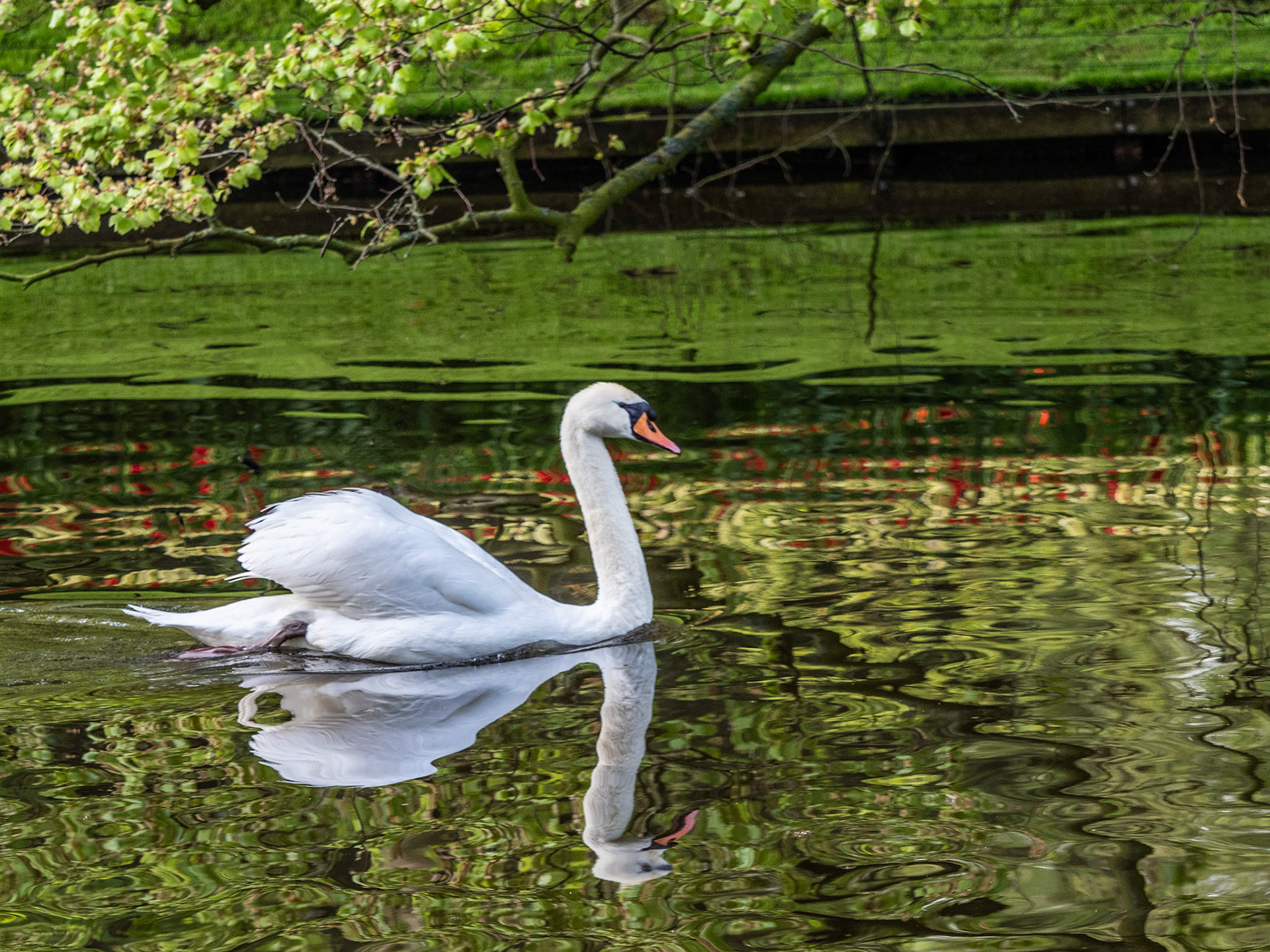 Swan
