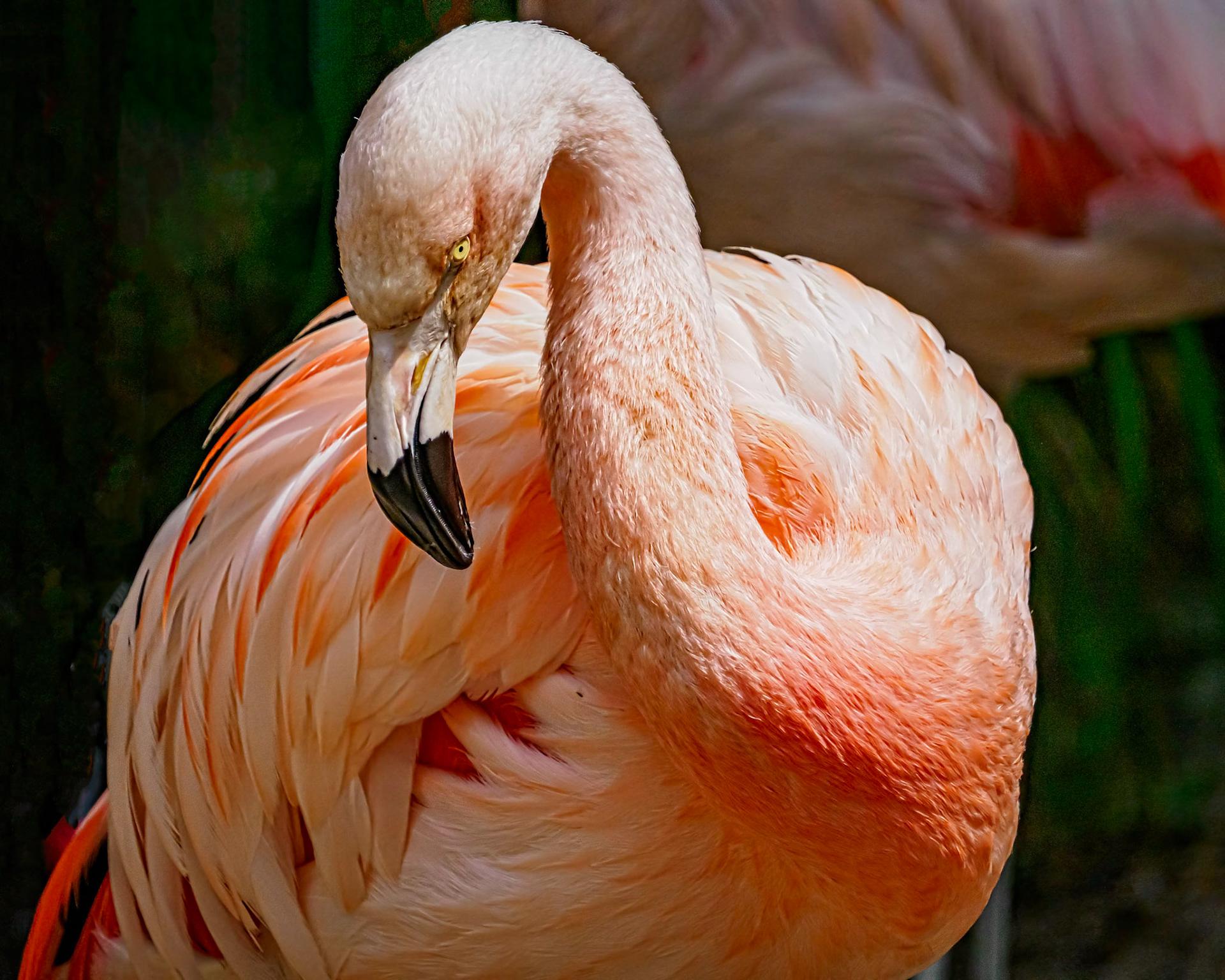Flamingo for Chrissy