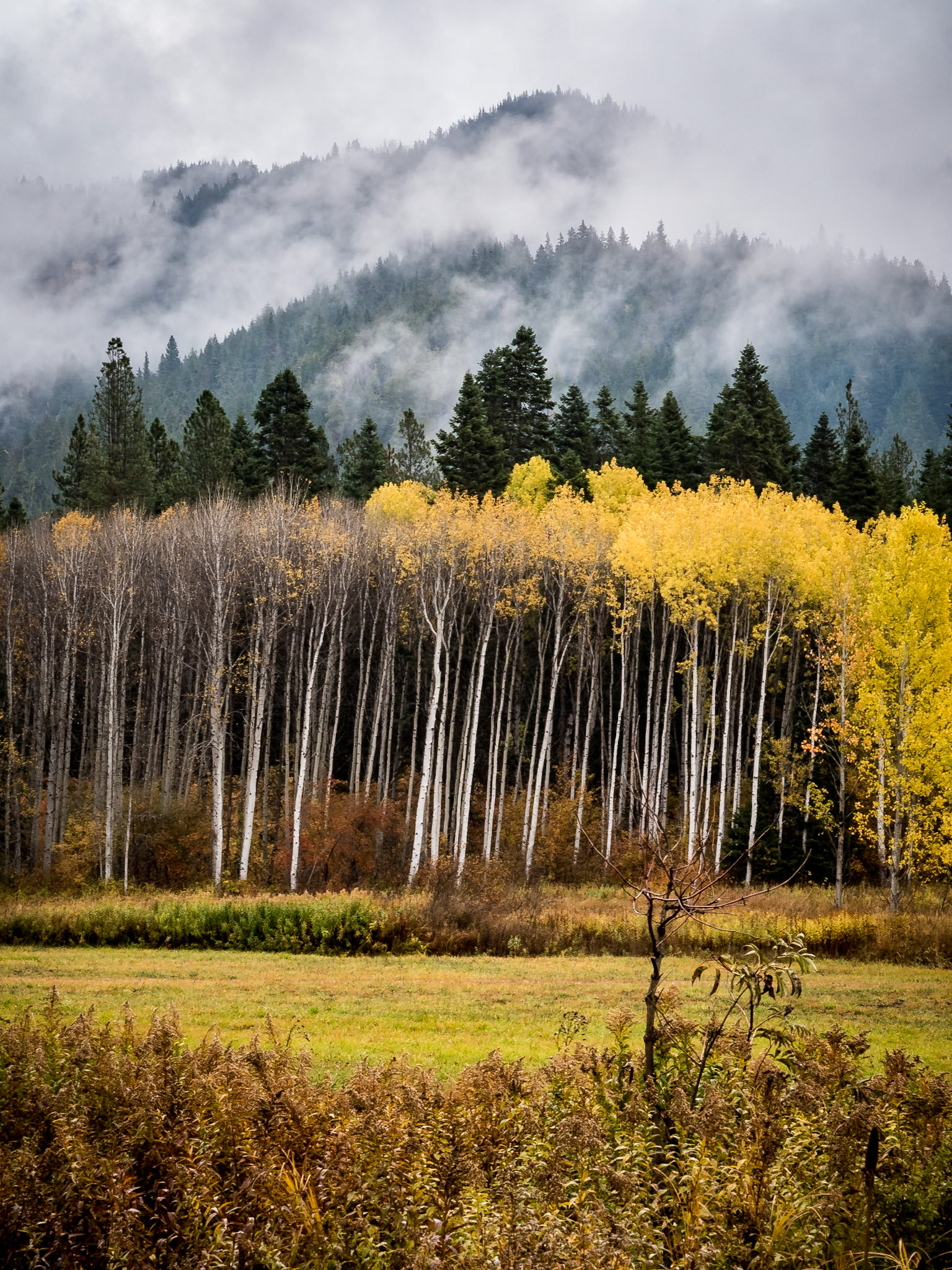 Autumn Aspens