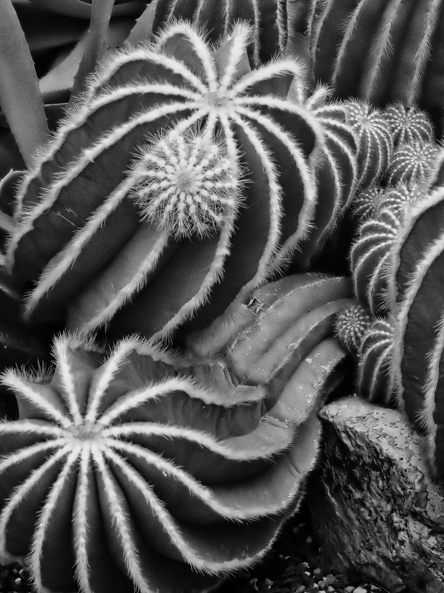 Infrared Macro Cactus