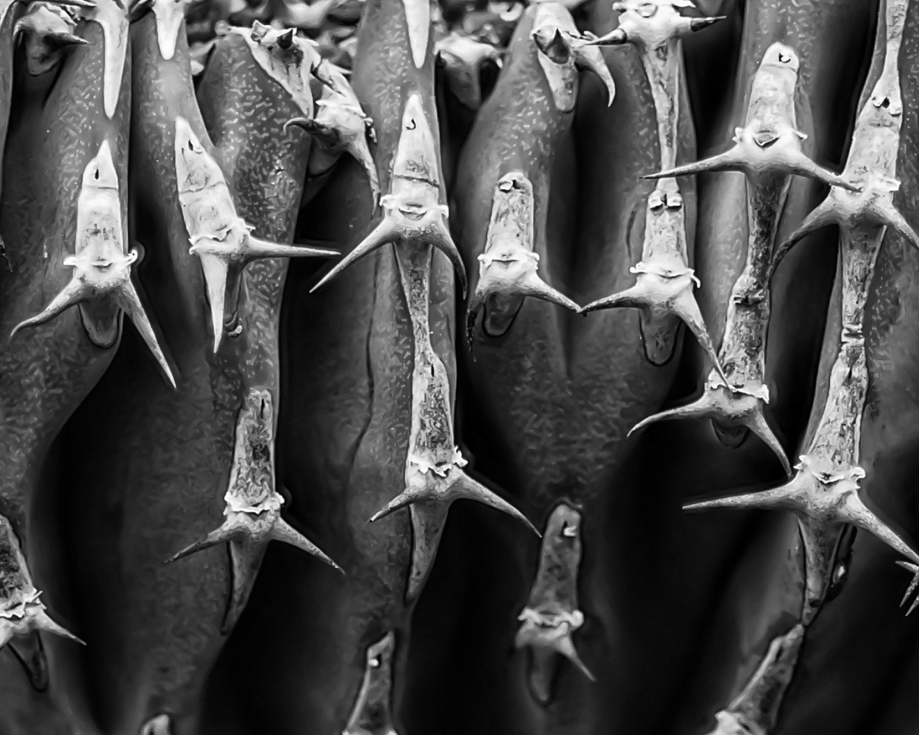 Cactus Spines