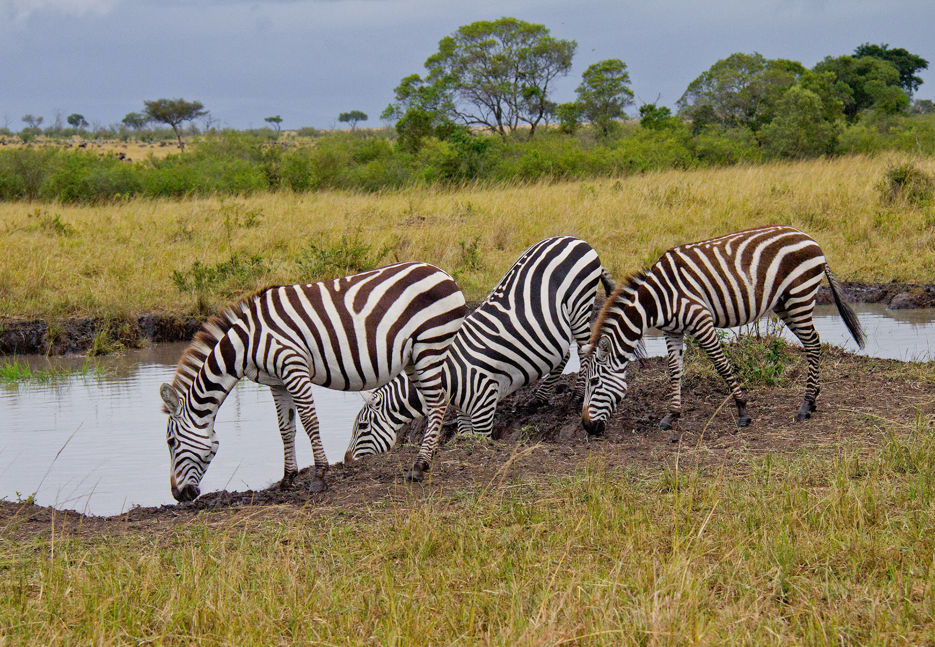 Zebras at Water Hole, Color, Kenya