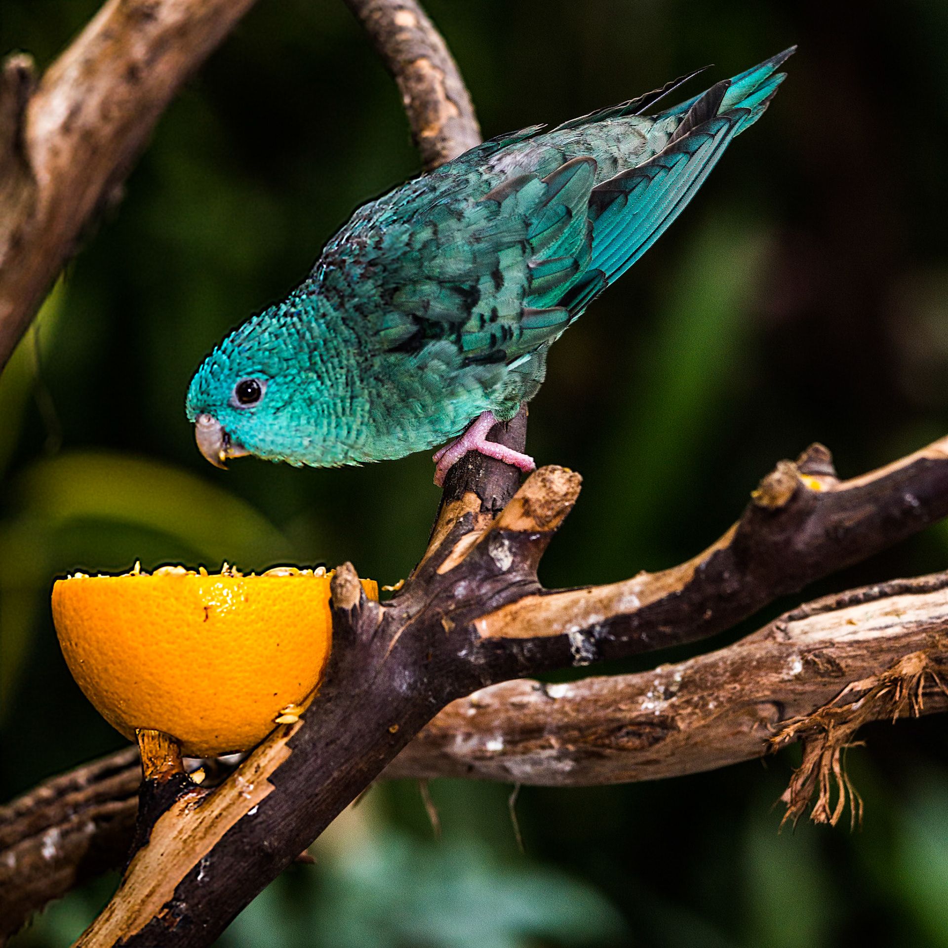 Blue Parakeet