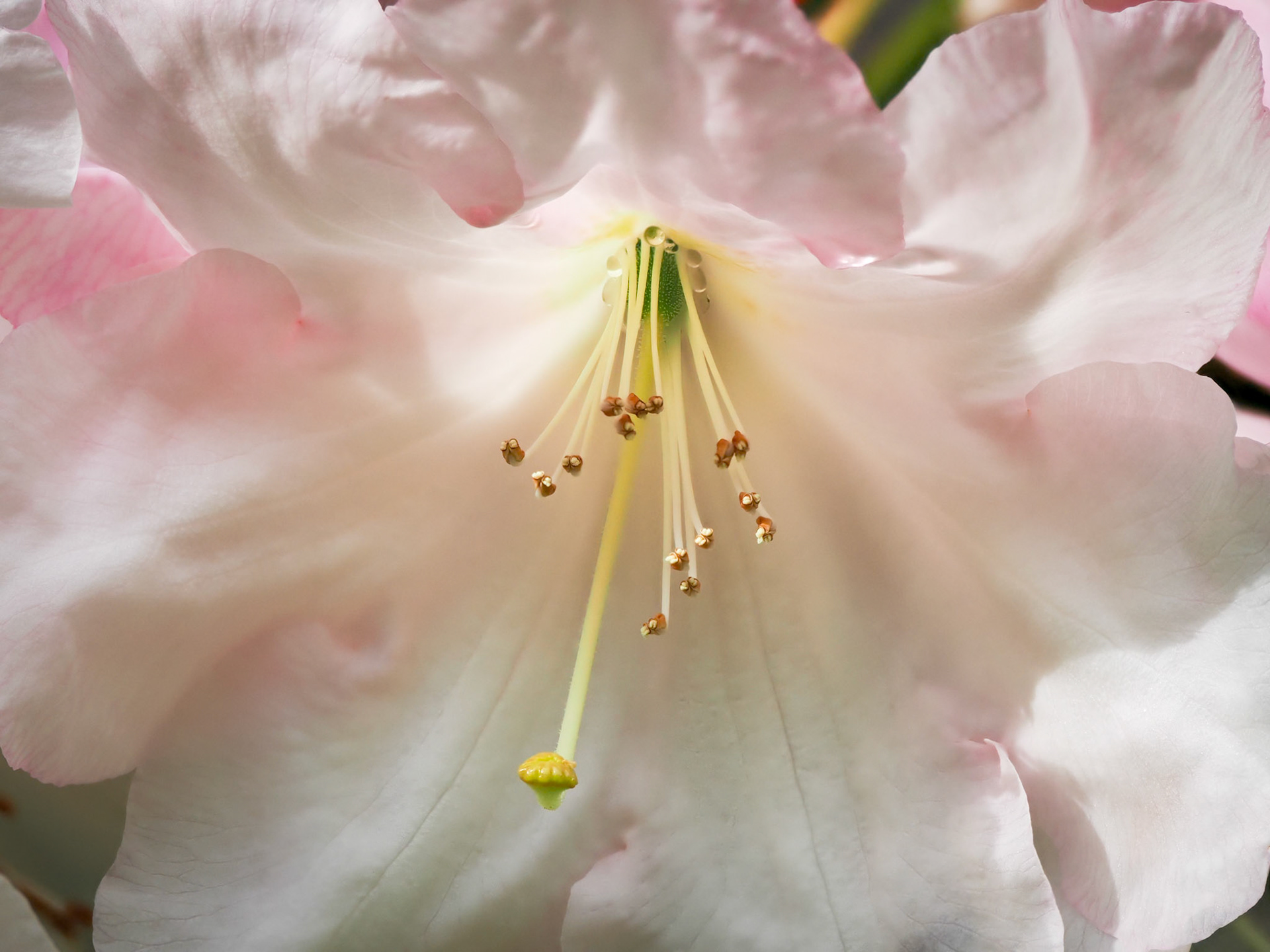 Rhododendron