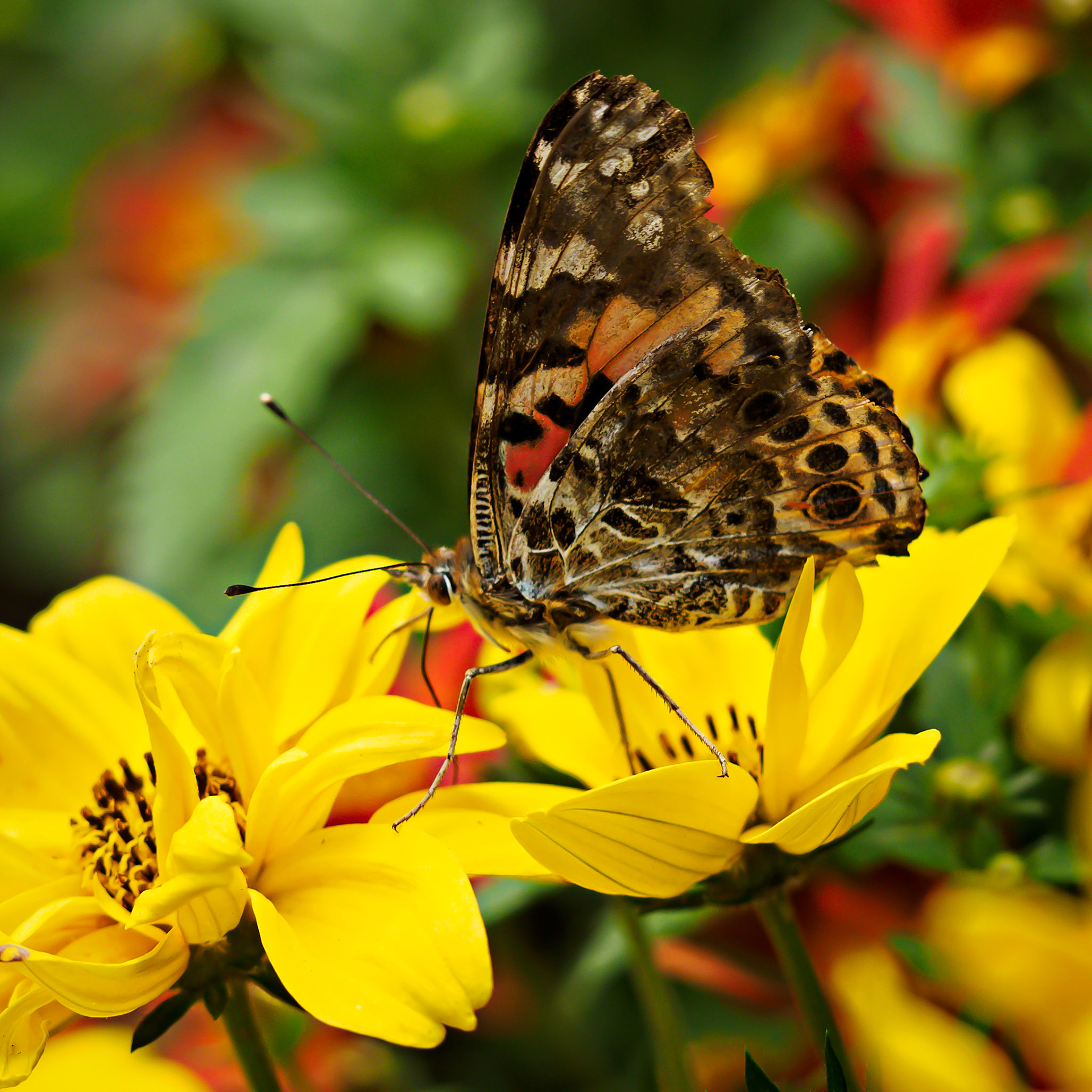 Red Admiral