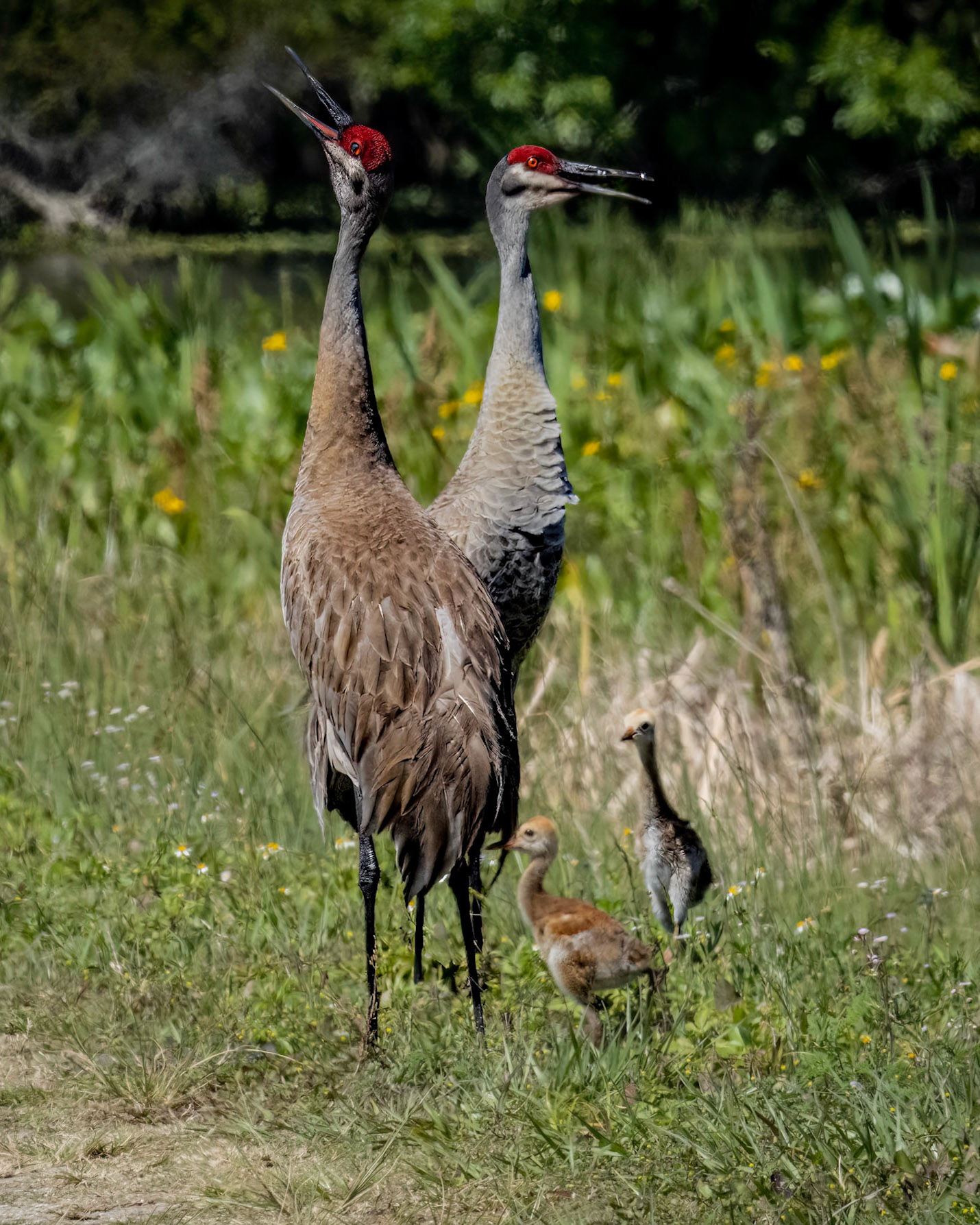 Double Sandhill Cranes