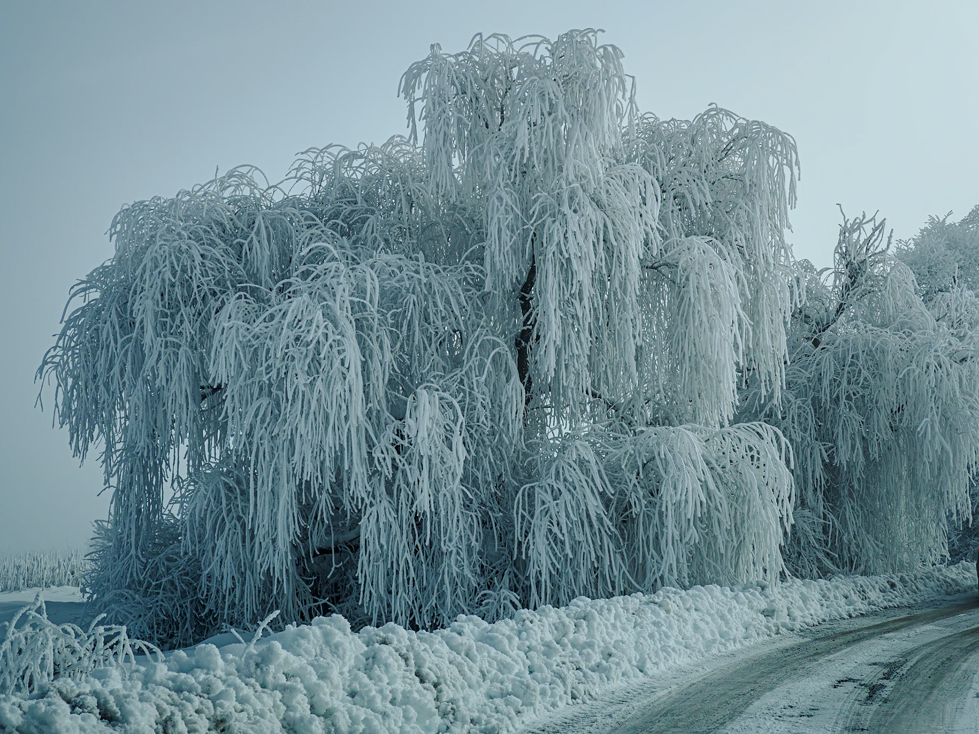 Snowy Weeping Willow