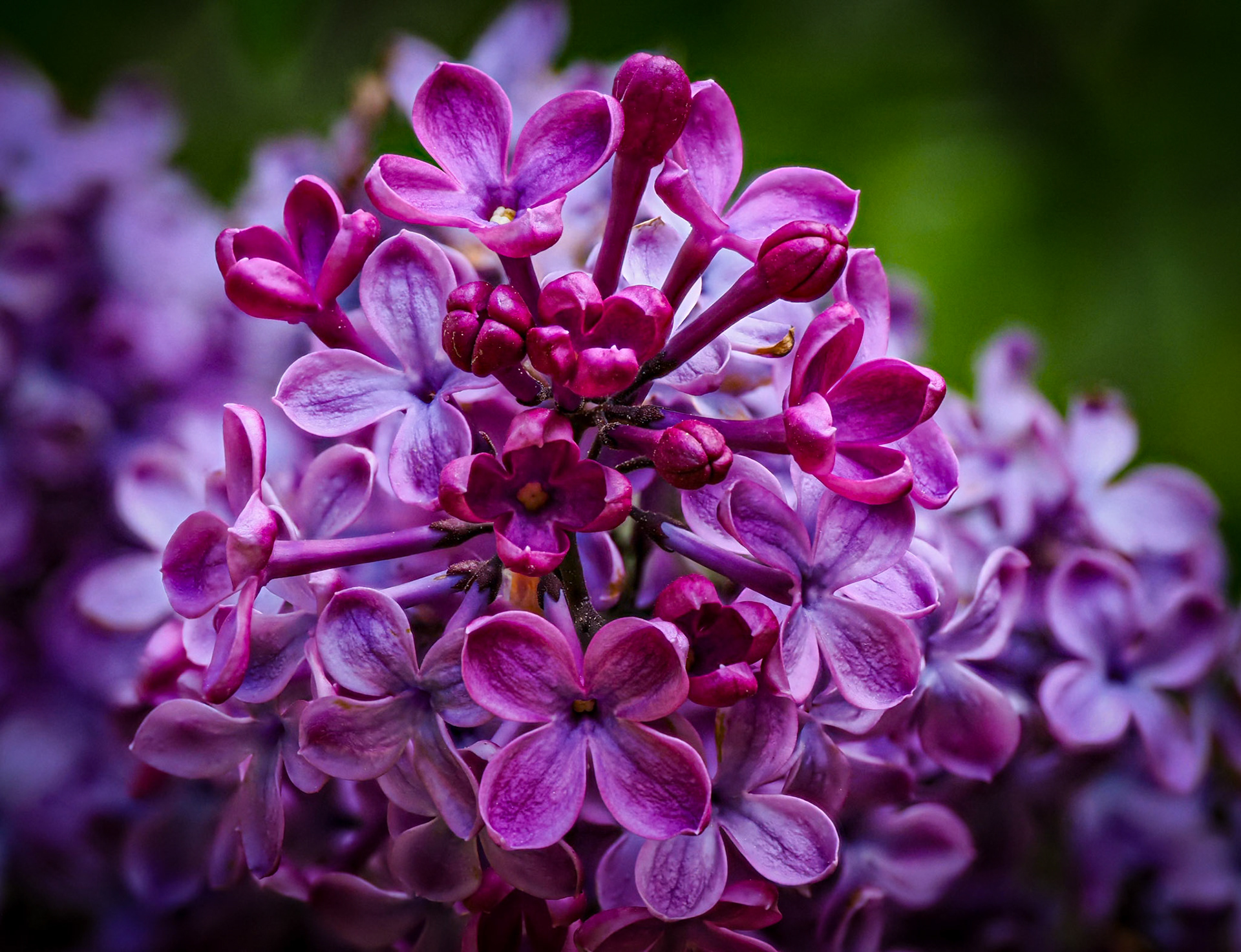 Smell the Lilac