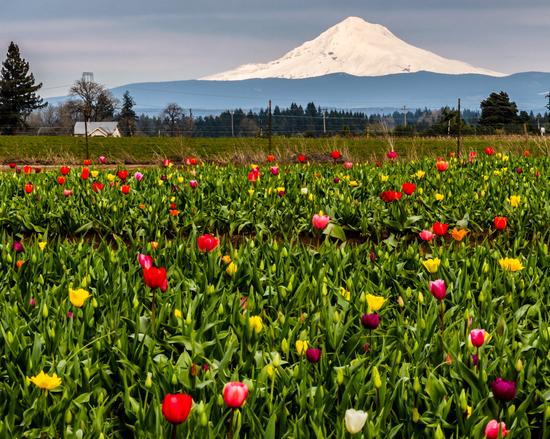 Mt. Hood and Tulips