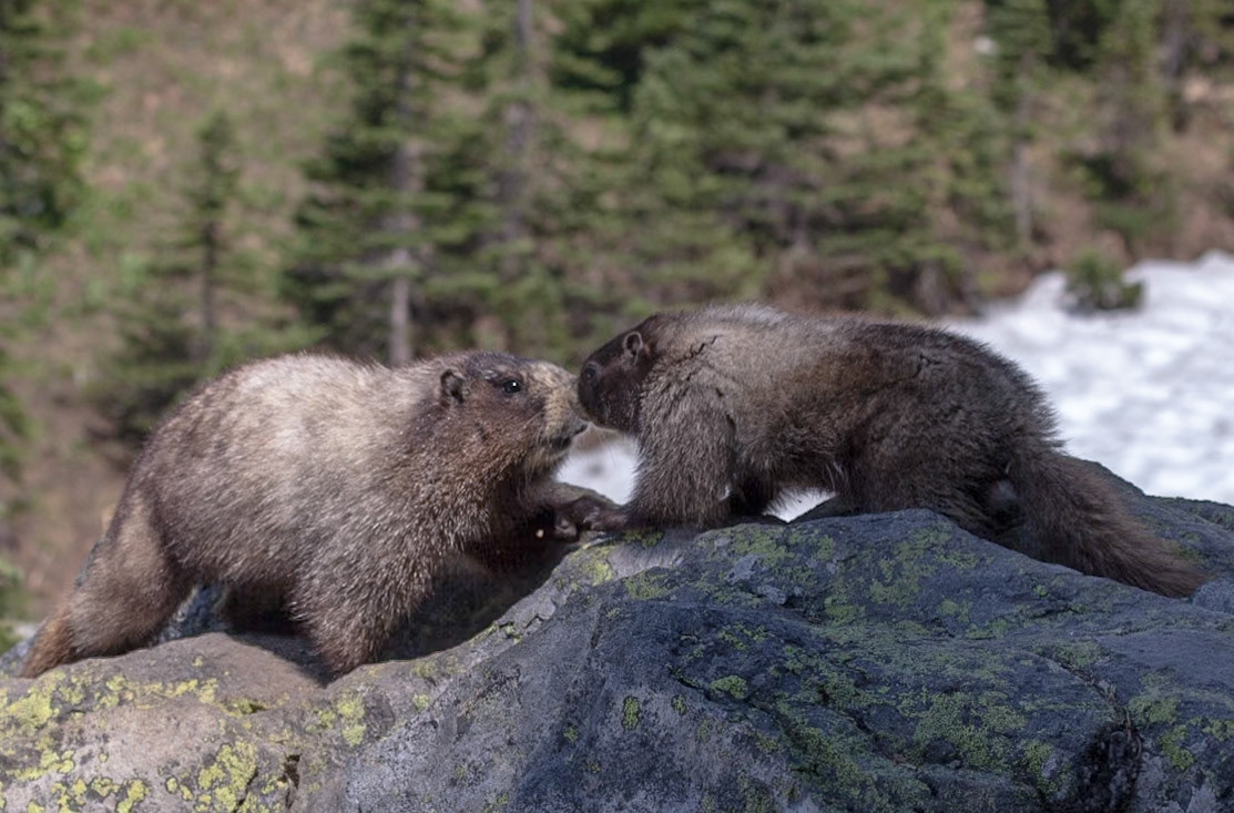 Kissy Face Marmots