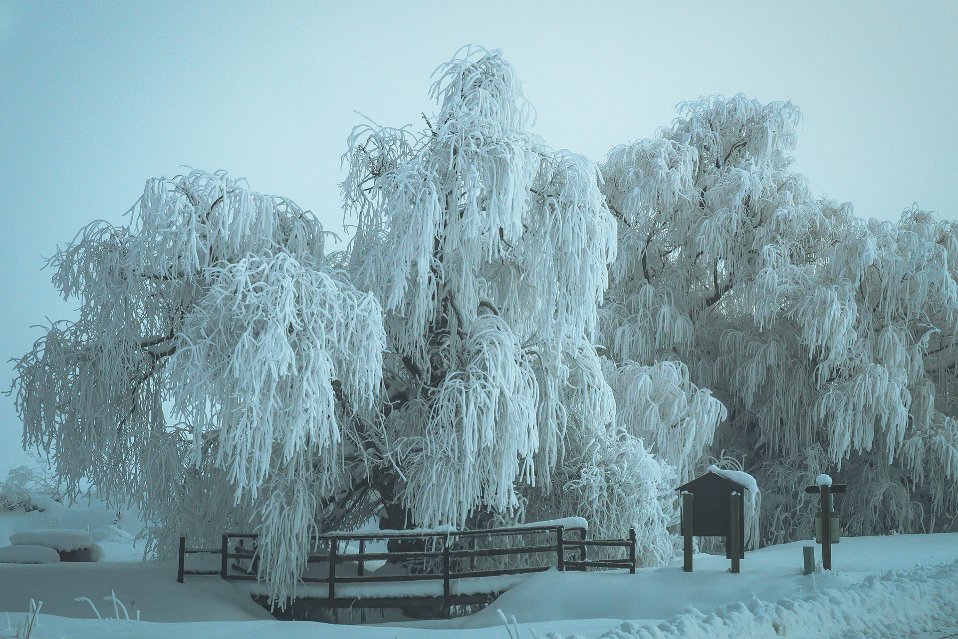Snowy  Trees. Oregon