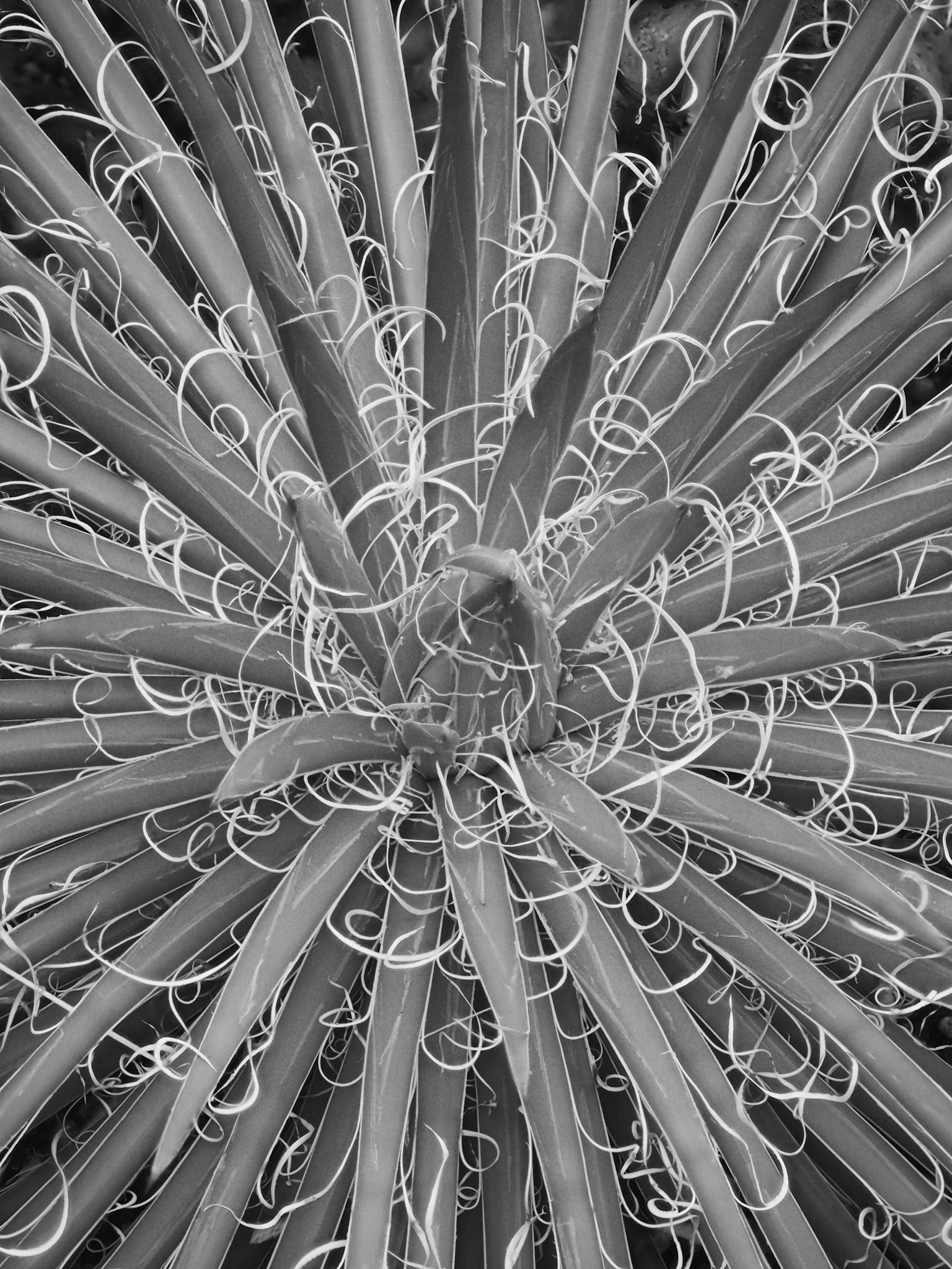 Hairy Cactus - Infrared