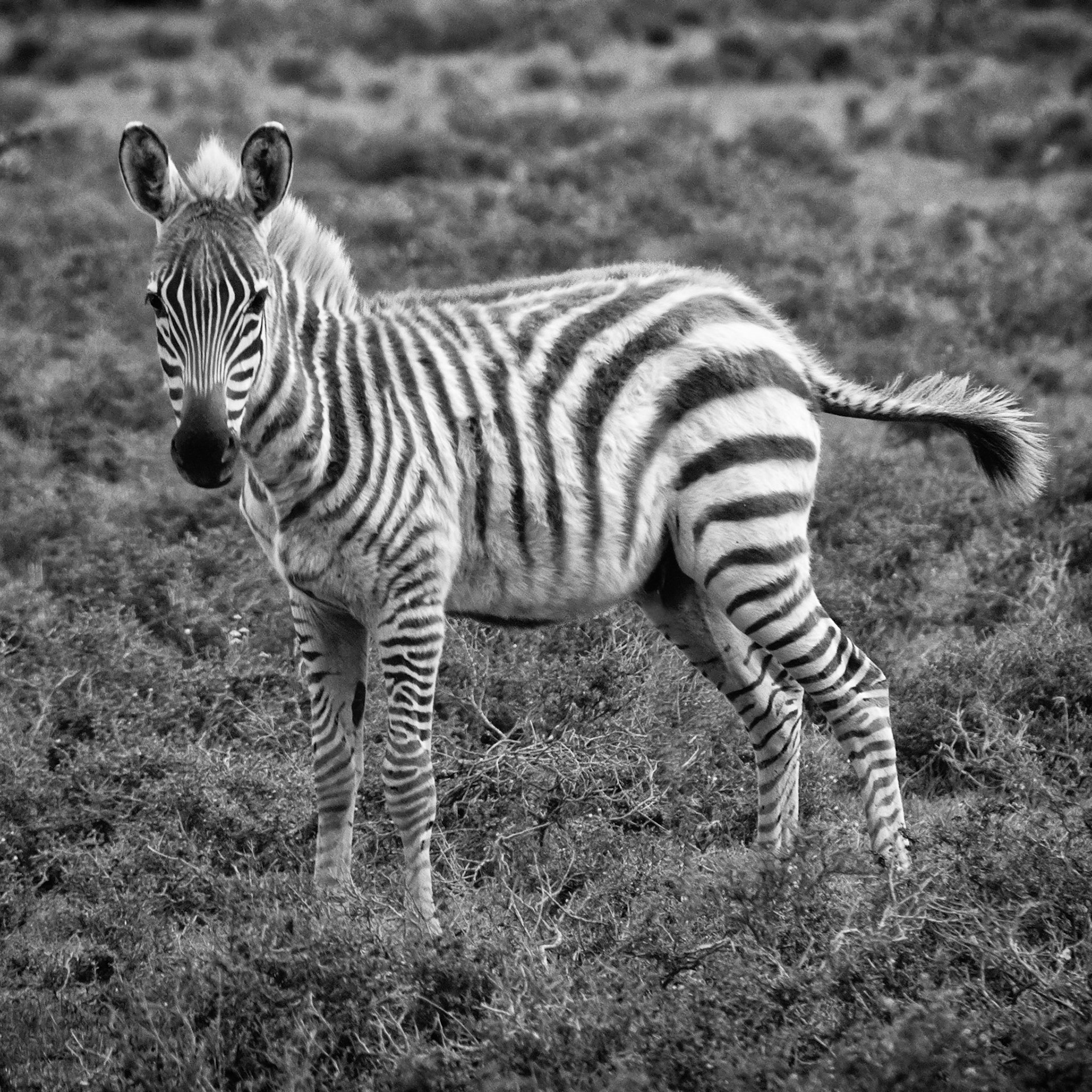 Baby Zebra, Kenya